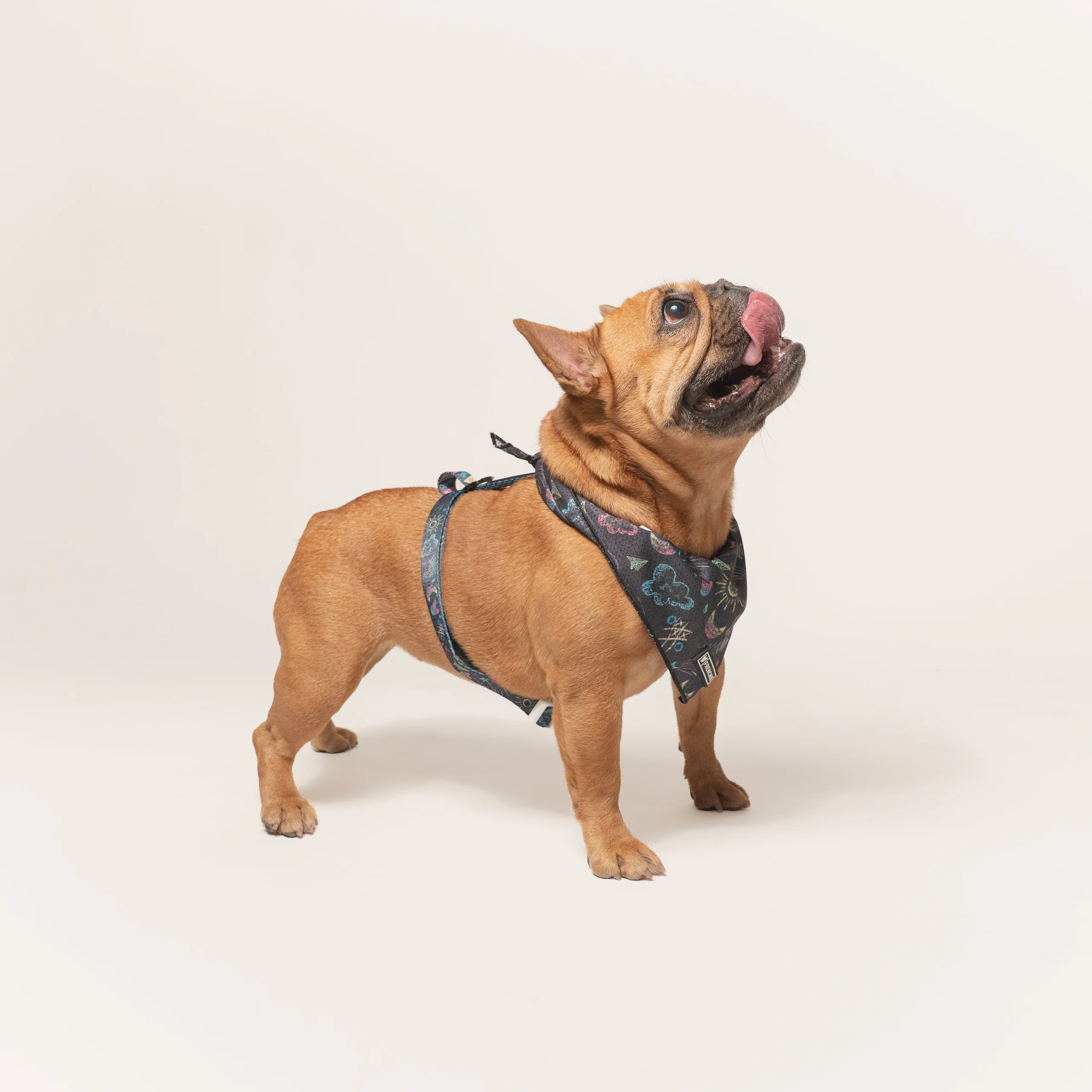 Frenchie Strap-sele Chalk Art med justerbar hals og mave