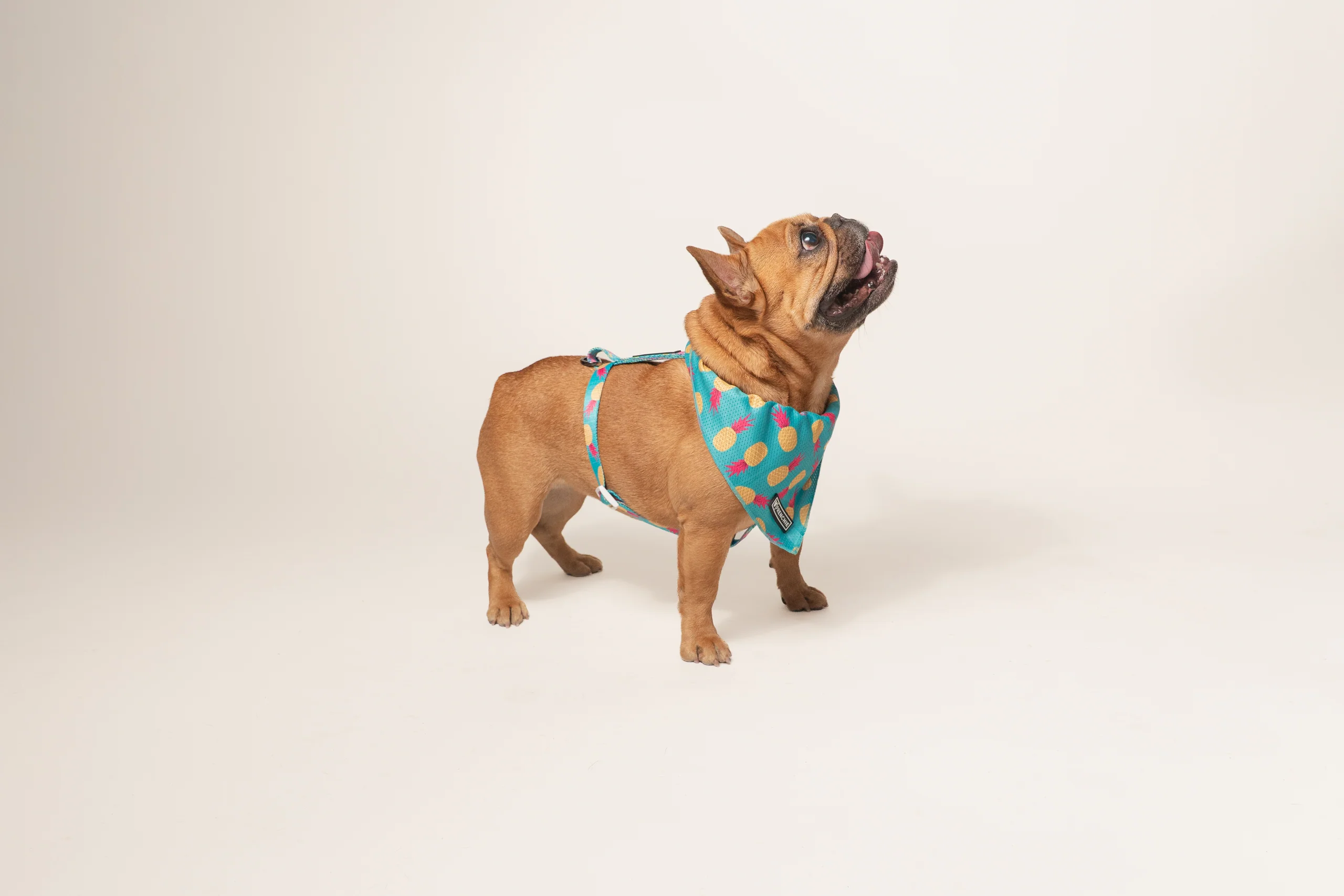 Frenchie Strap Harness Tropical Punch for Small and Medium Dogs