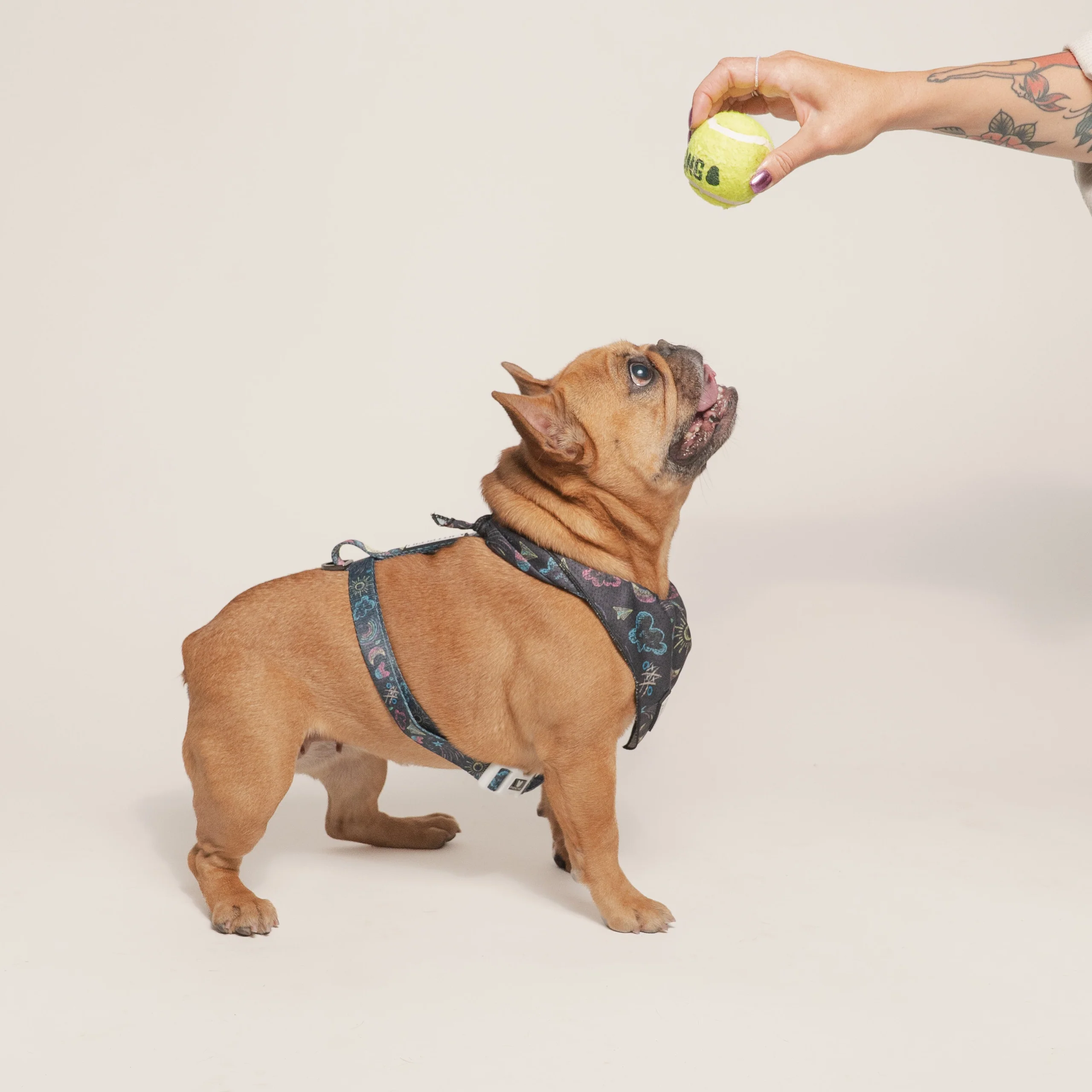 Frenchie Strap-sele Chalk Art med justerbar hals og mave