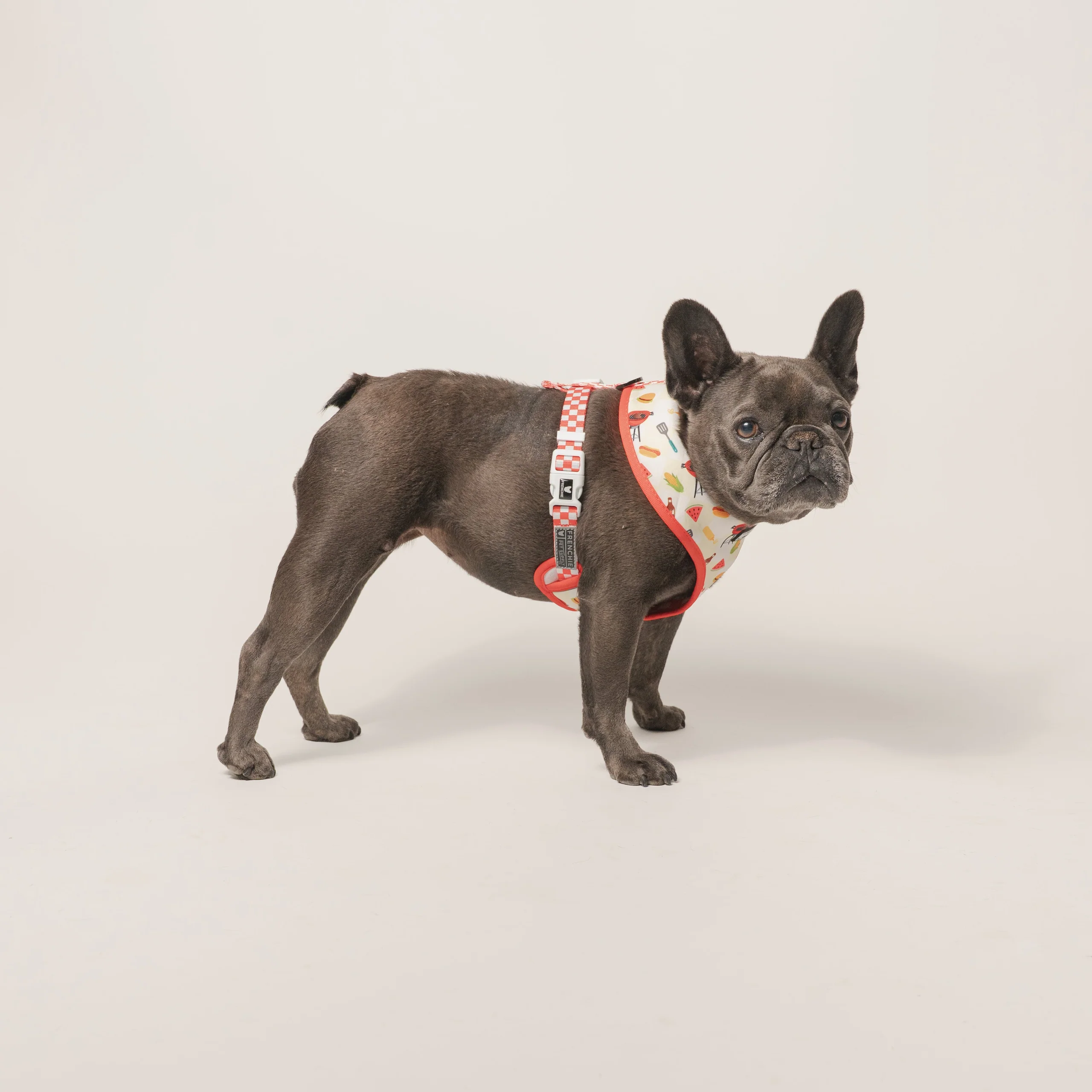 Frenchie Duo vendbar sele Cook Out til små og mellemstore hunde