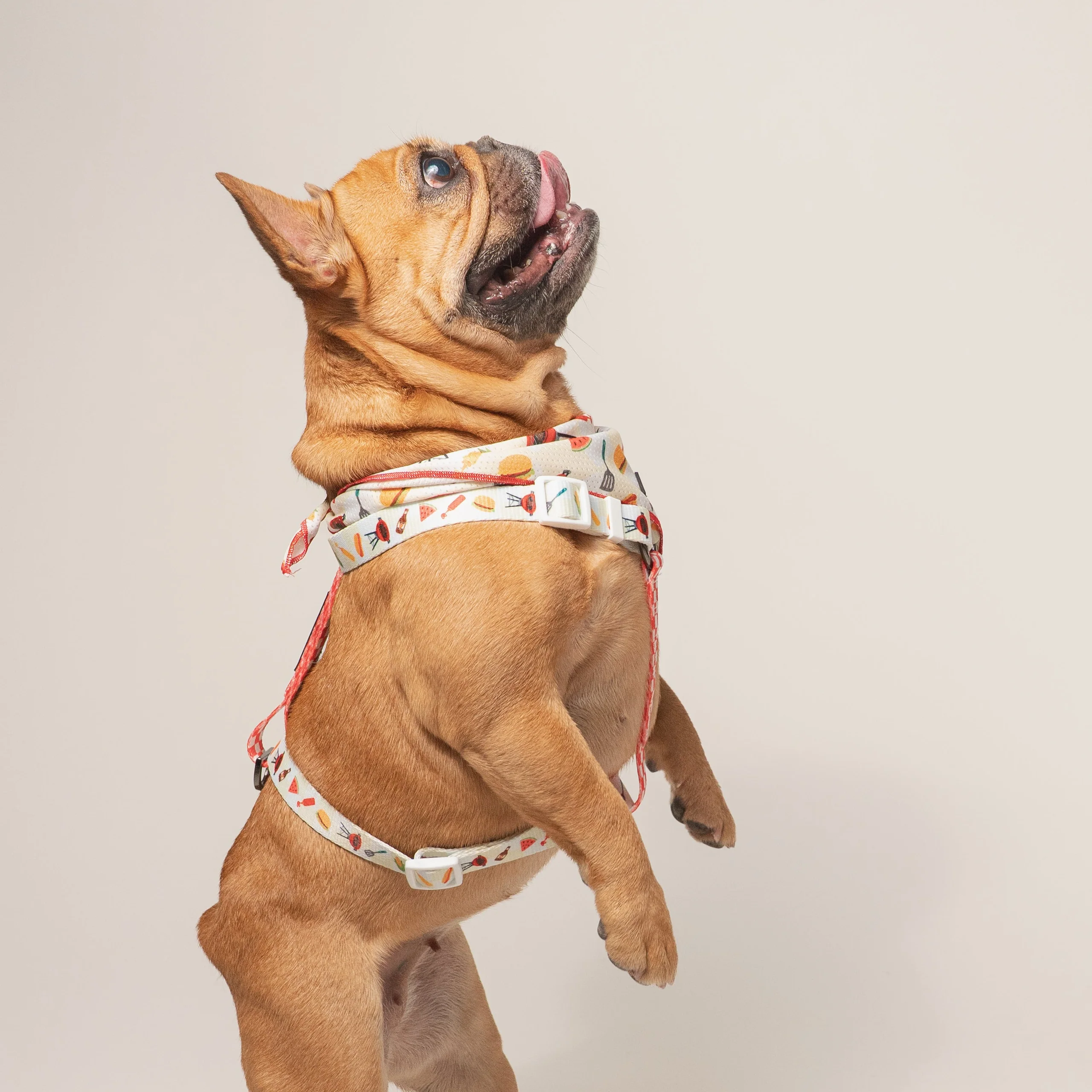 Frenchie Strap Harness Cook Out with Adjustable Neck and Belly