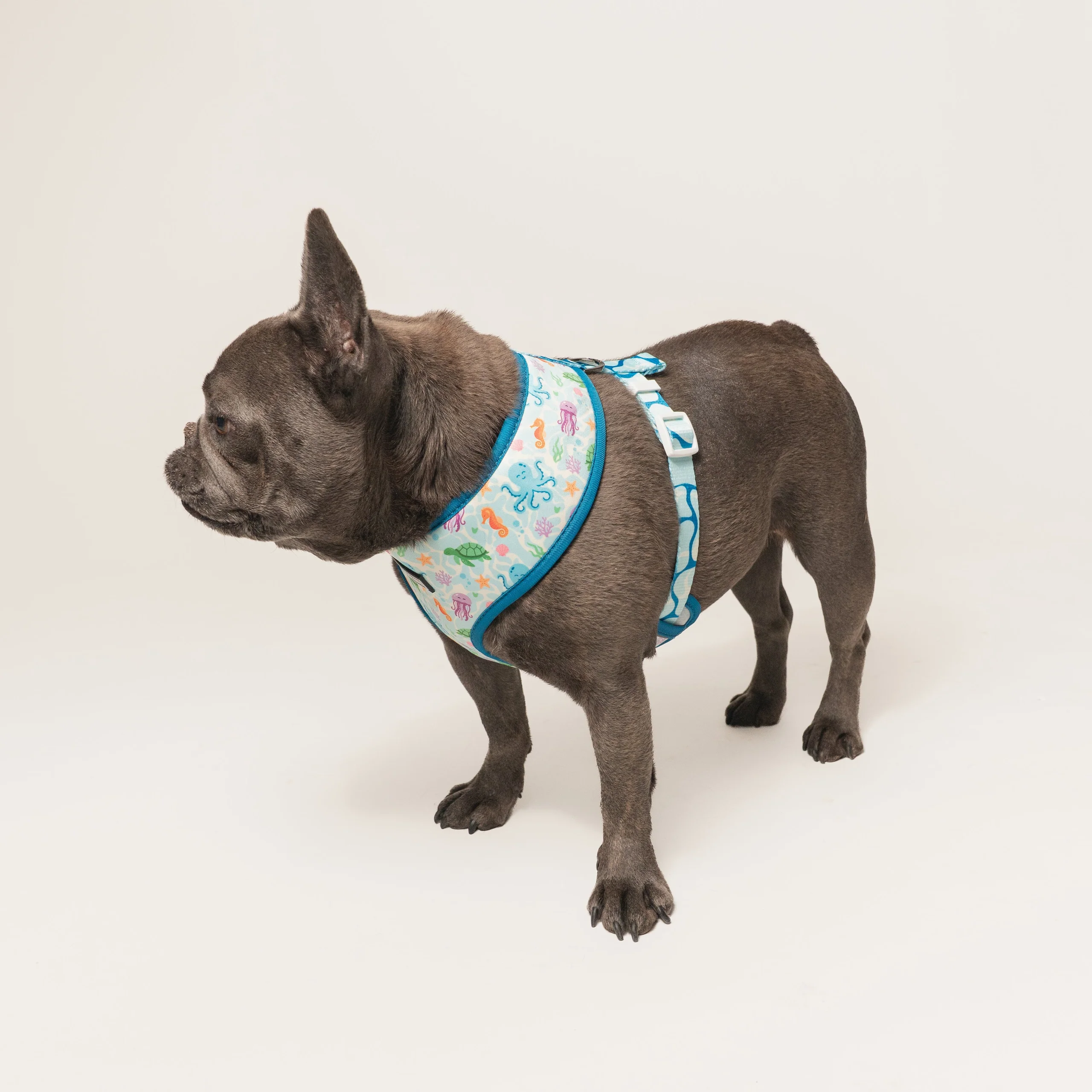 Frenchie Duo Wendegeschirr Aquatic Critters für kleine bis mittlere Welpen