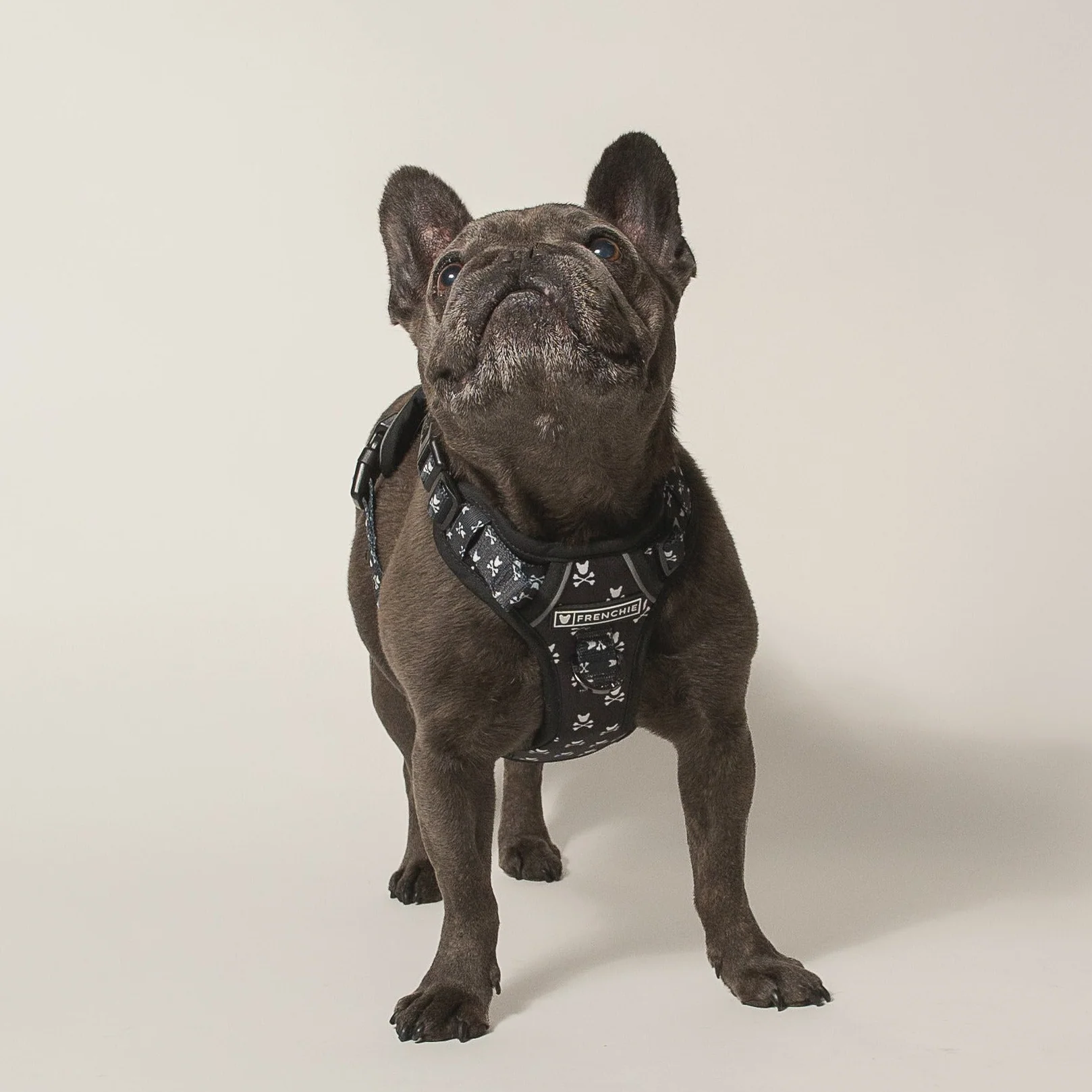 Frenchie Verstellbares Geschirr Bad to the Bone für Zieher und sturе Welpen