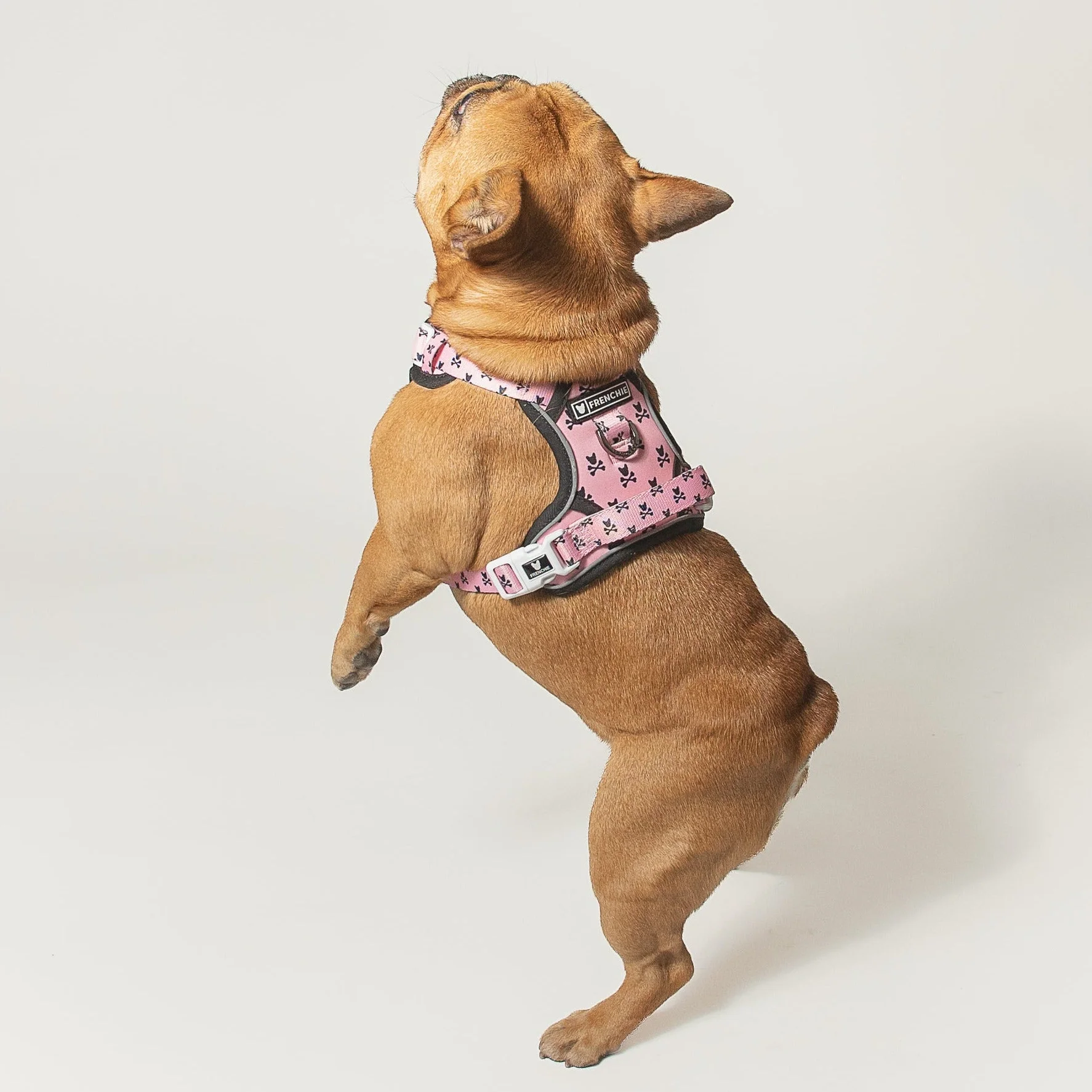 Harness Adjustable Frenchie Bad to the Bone Pink untuk Anjing Penarik yang Keras Kepala