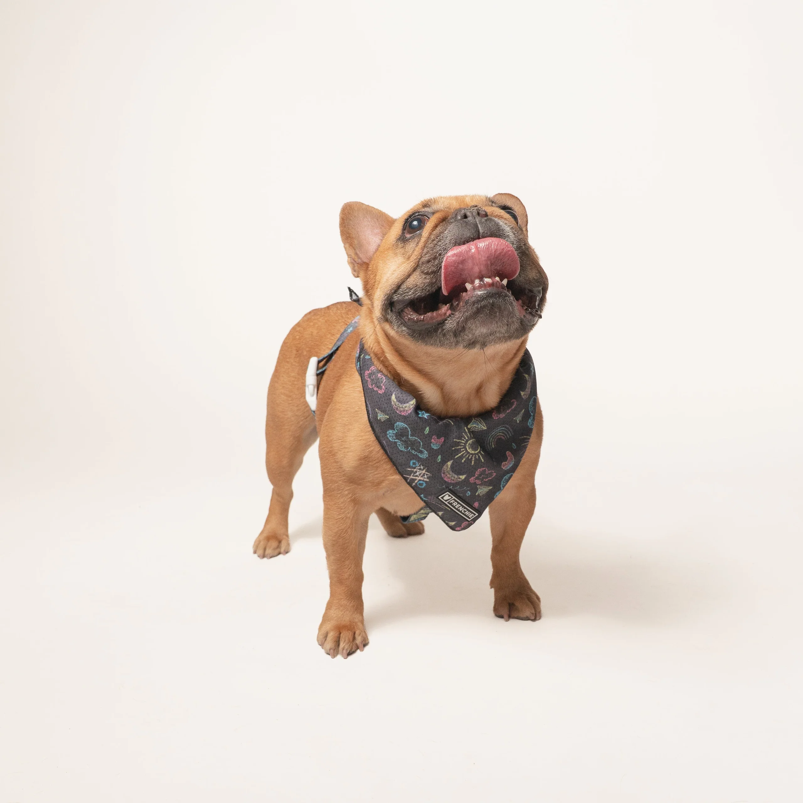 Frenchie Strap-sele Chalk Art med justerbar hals og mave