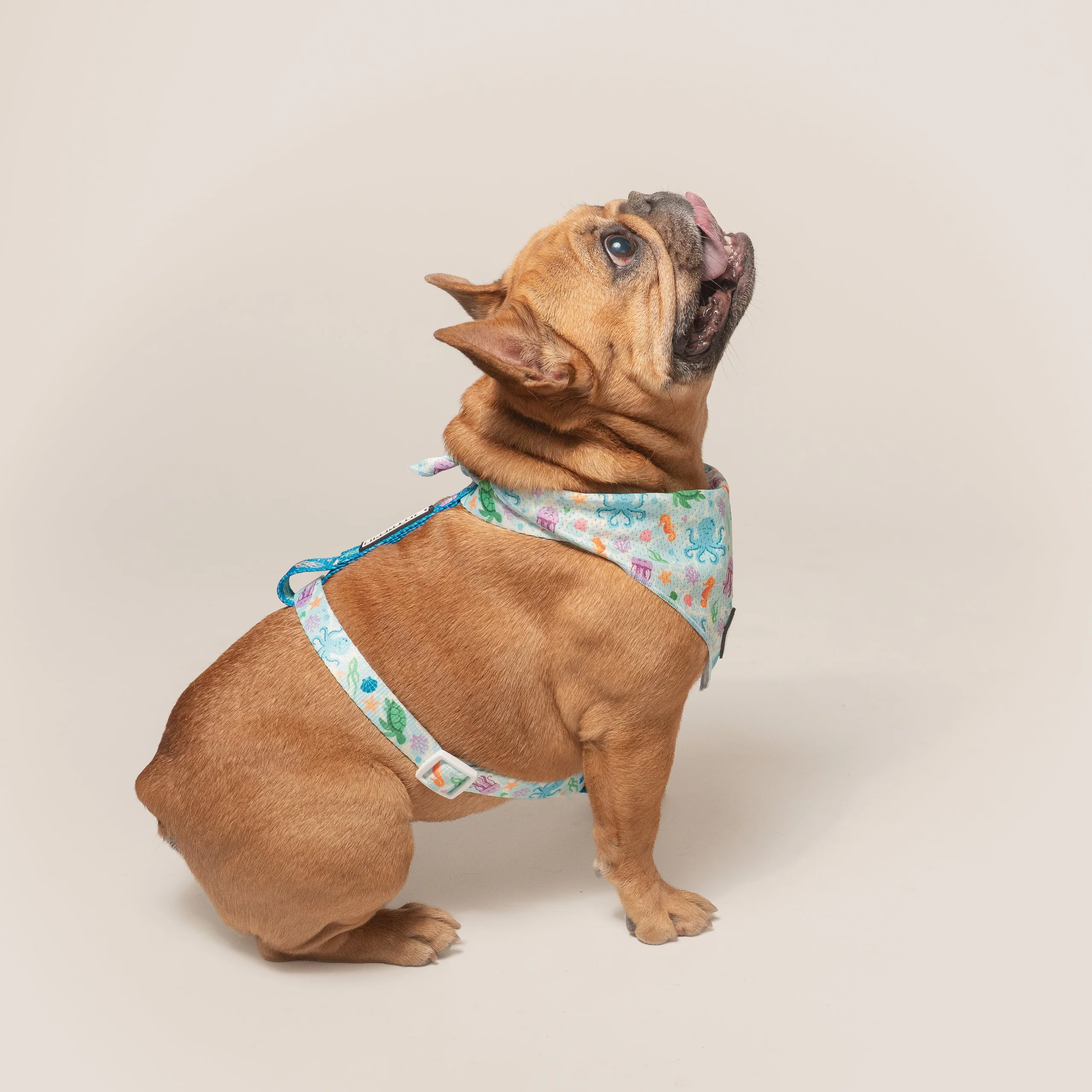 Frenchie Strap Harness Aquatic Critters with Dual-Sided Polyester Strap