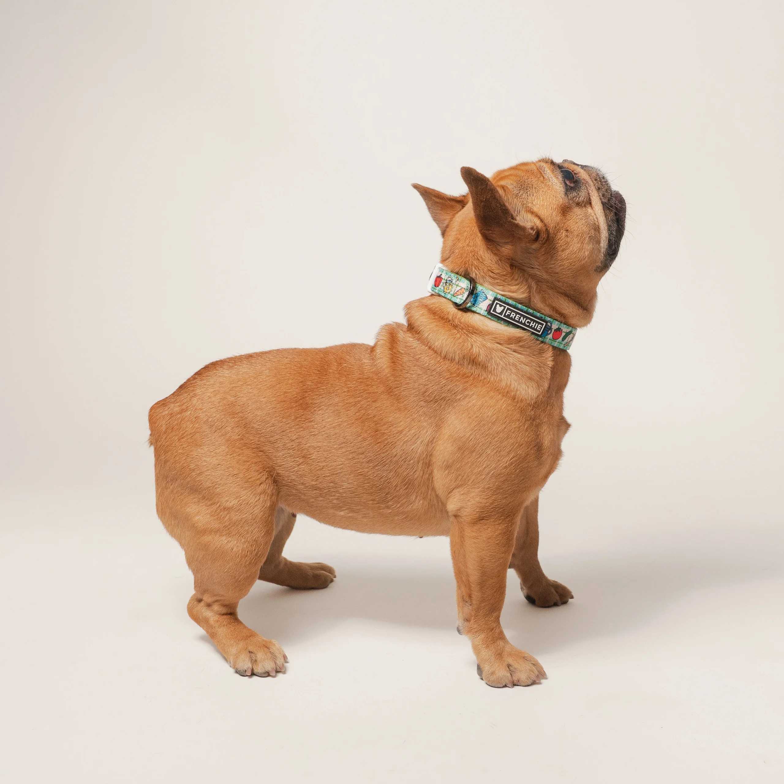 Frenchie Comfort Collar Veggies with Neoprene Padding and 4-Point Buckle
