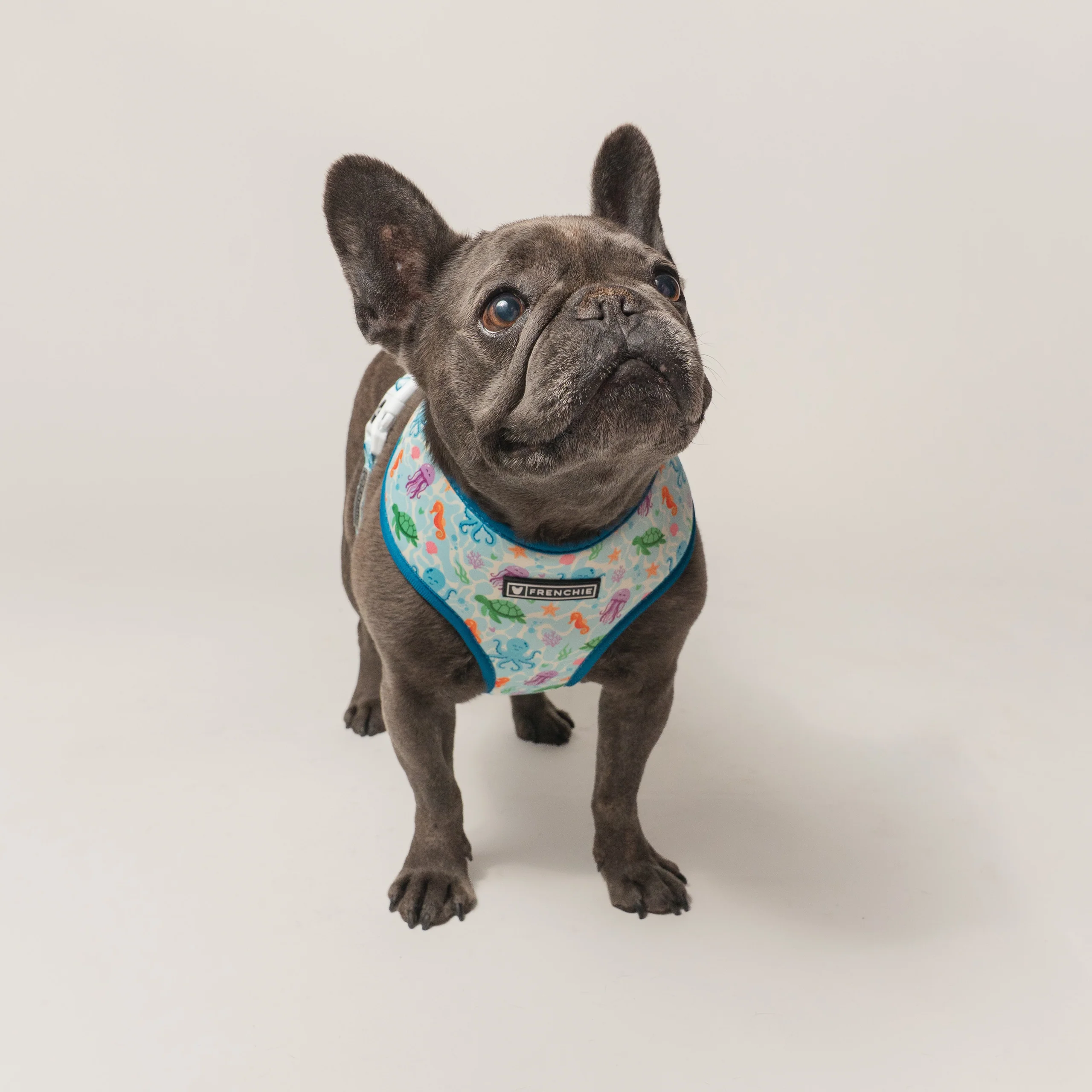 Frenchie Duo Wendegeschirr Aquatic Critters für kleine bis mittlere Welpen