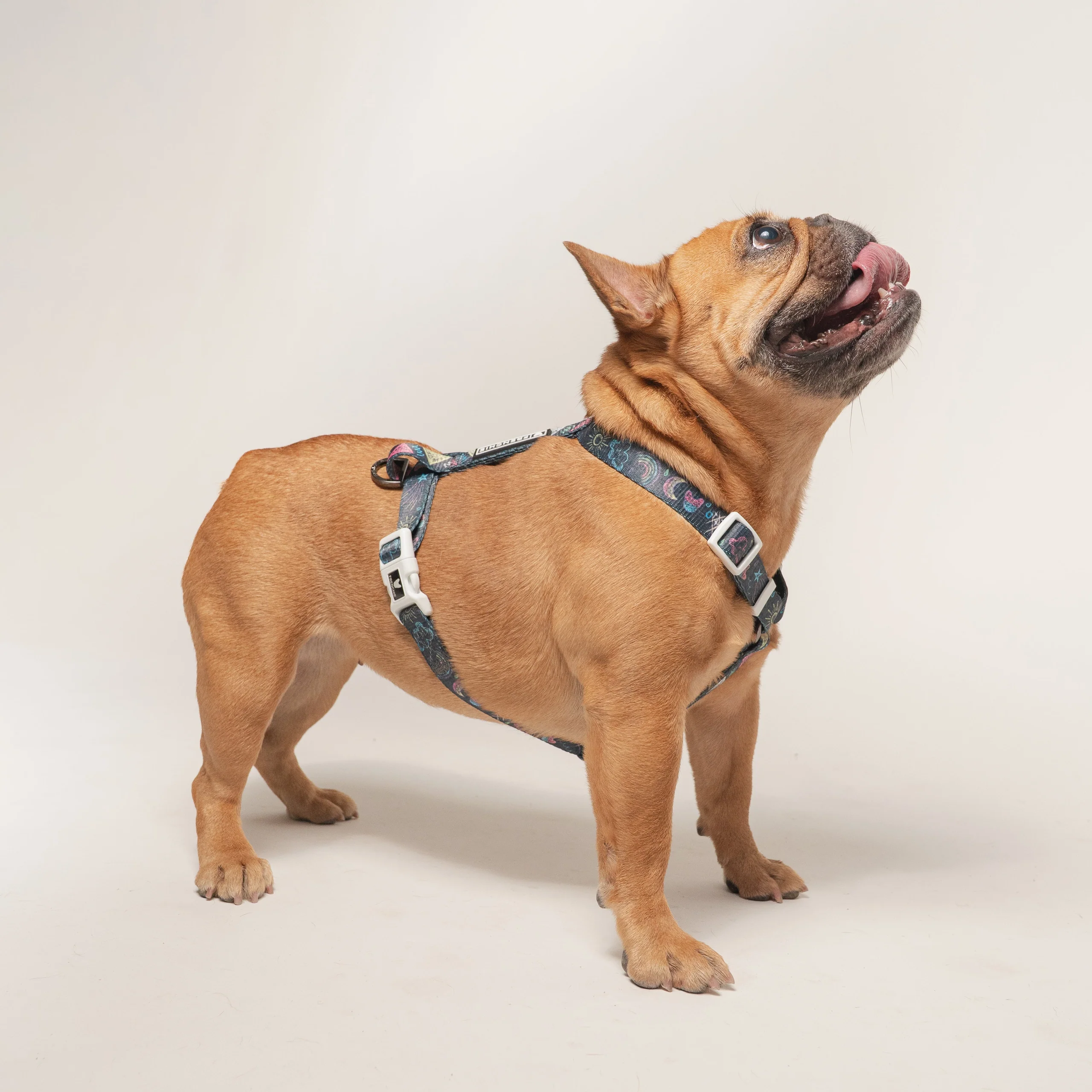 Frenchie Strap-sele Chalk Art med justerbar hals og mave
