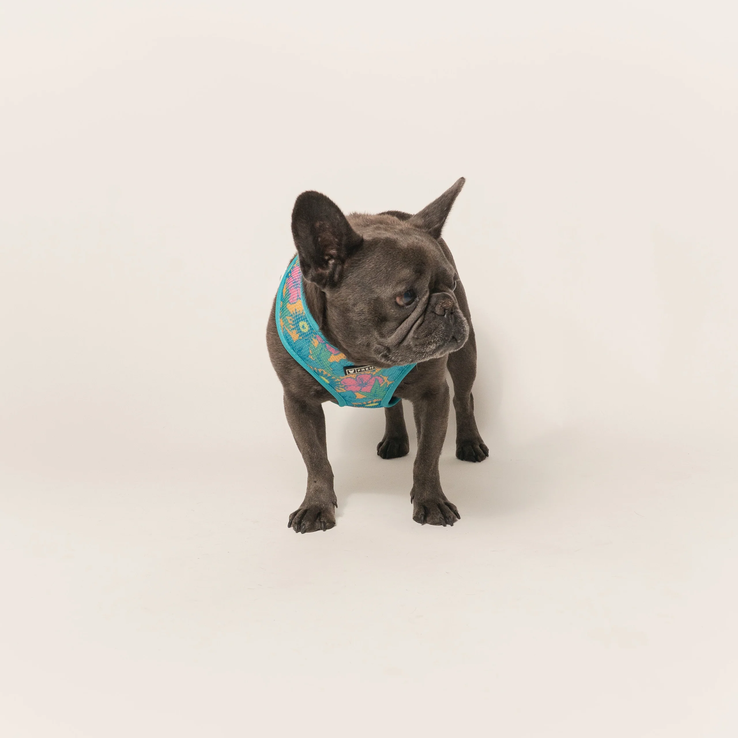 Frenchie Duo Reversible Harness Tropical Punch 두 가지 스타일을 하나로