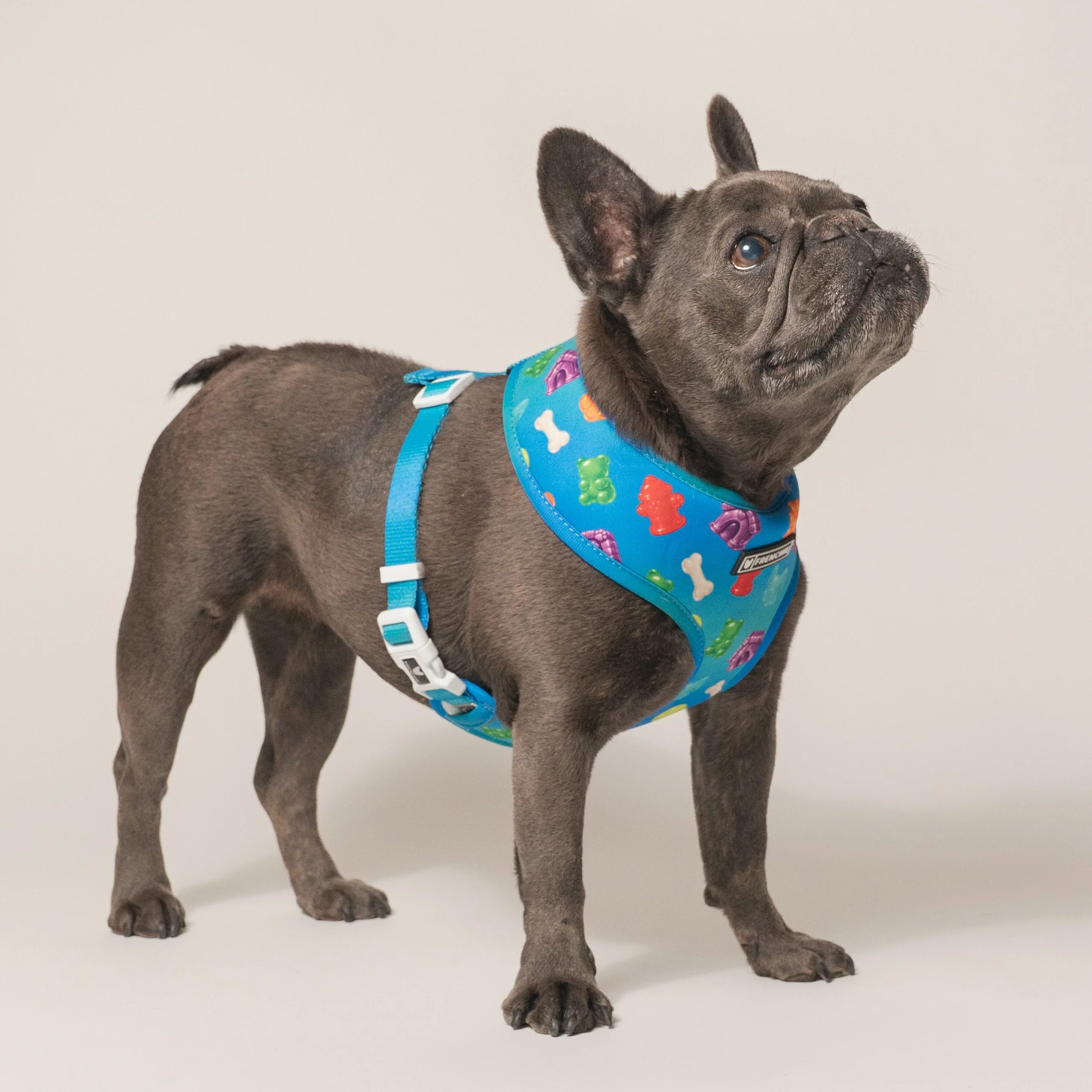 Frenchie Duo Reversible Harness (Gummies) - 소형~중형견용
