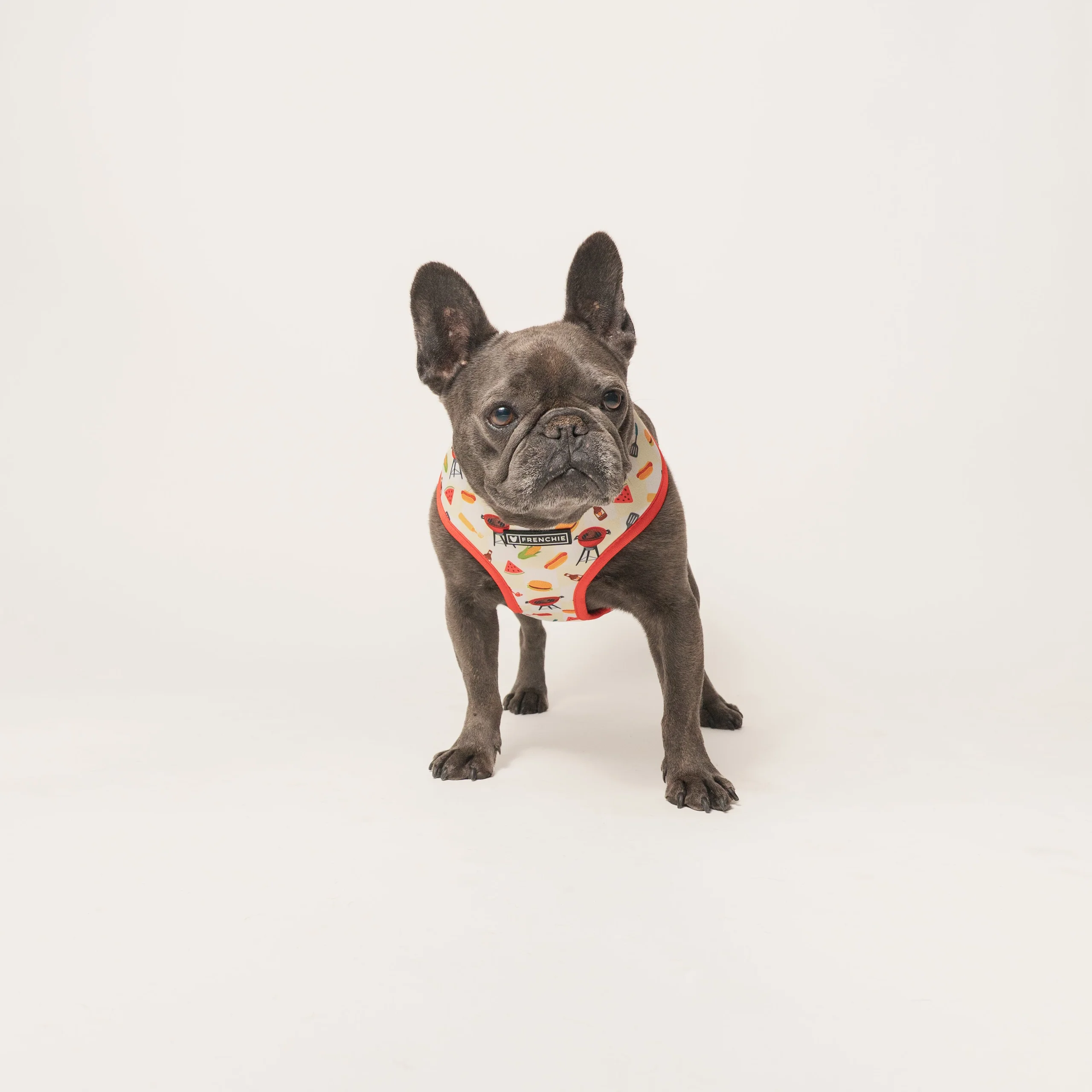 Frenchie Duo vendbar sele Cook Out til små og mellemstore hunde