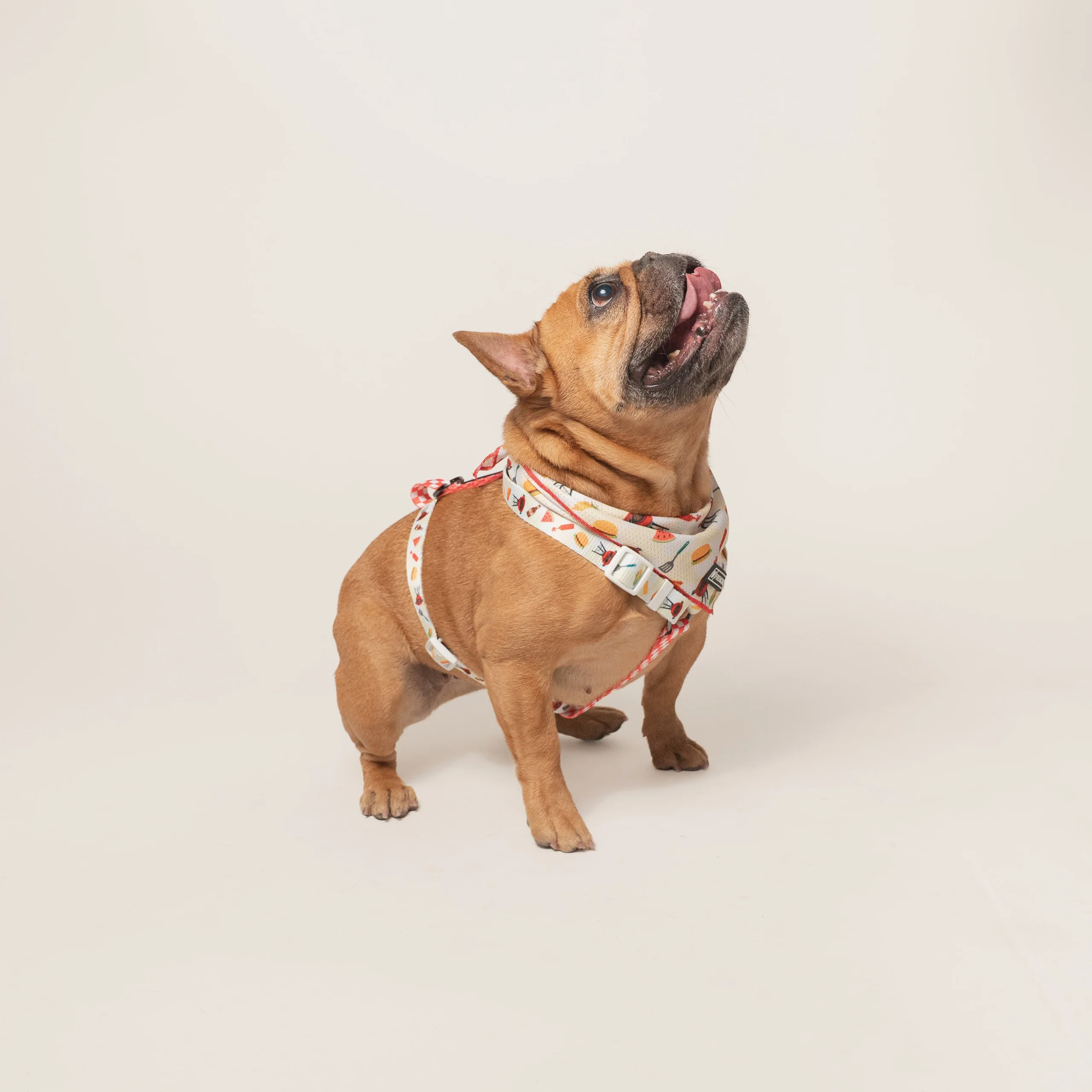 Frenchie Strap Harness Cook Out with Adjustable Neck and Belly