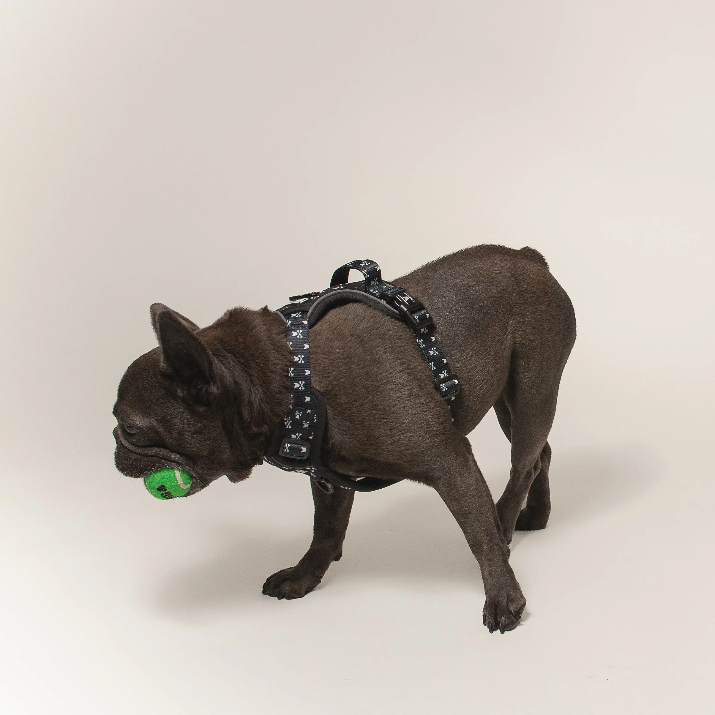 Frenchie Verstellbares Geschirr Bad to the Bone für Zieher und sturе Welpen