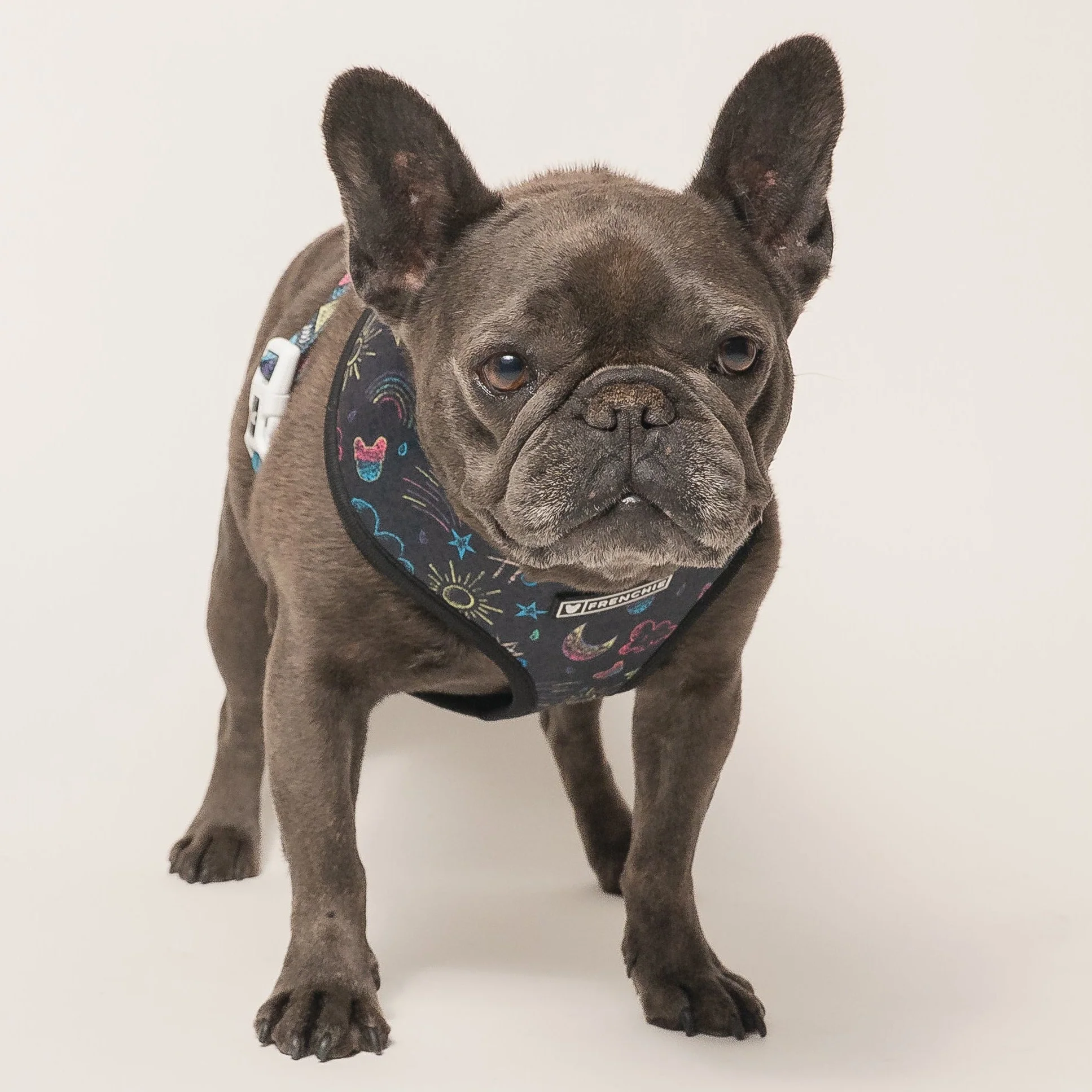 Peitoral Duo Reversível Frenchie Chalk Art para Cães Pequenos e Médios