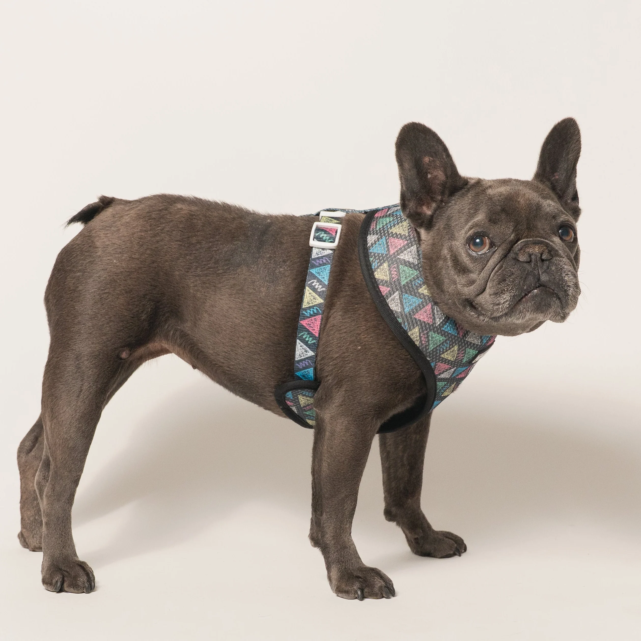 Peitoral Duo Reversível Frenchie Chalk Art para Cães Pequenos e Médios