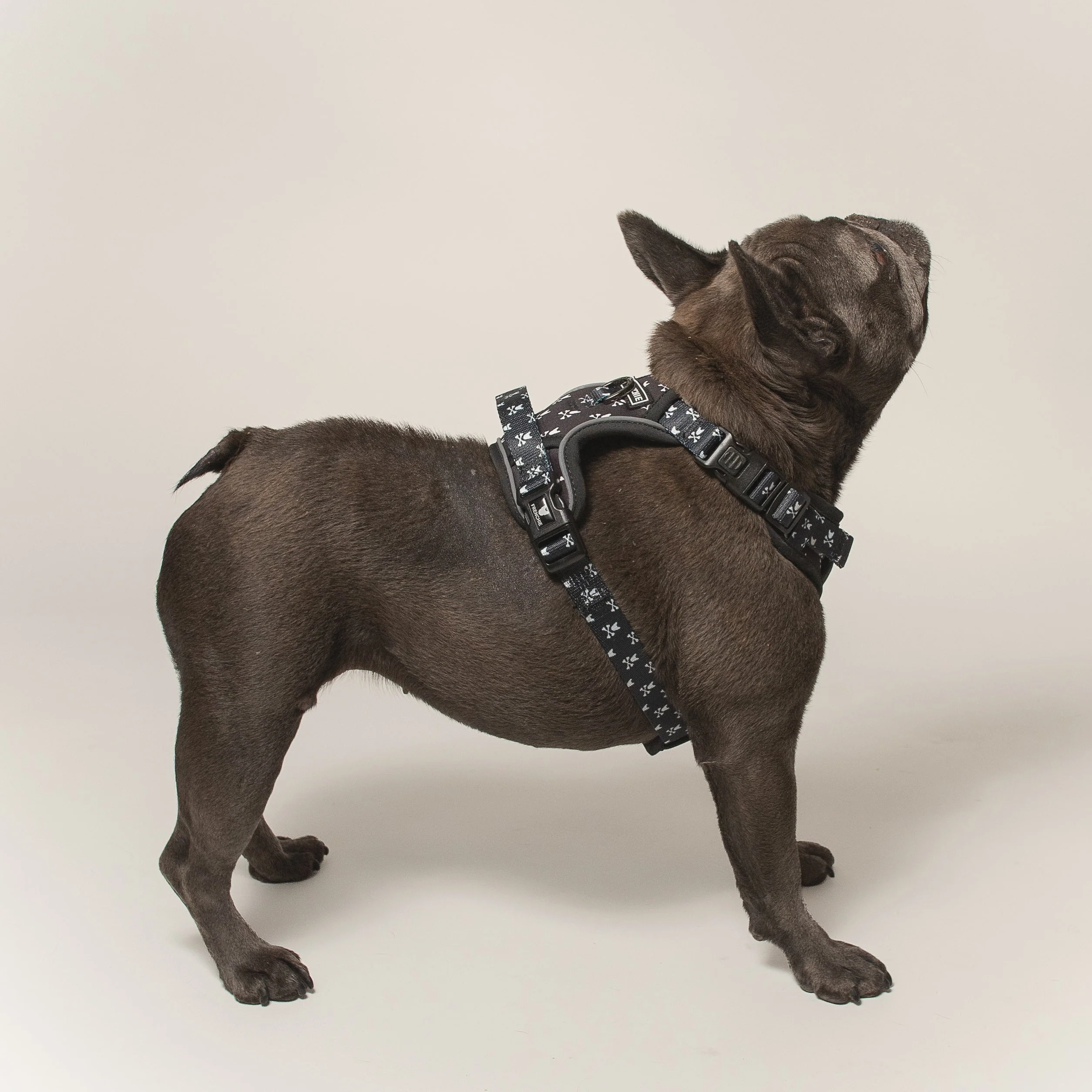 Frenchie Verstellbares Geschirr Bad to the Bone für Zieher und sturе Welpen