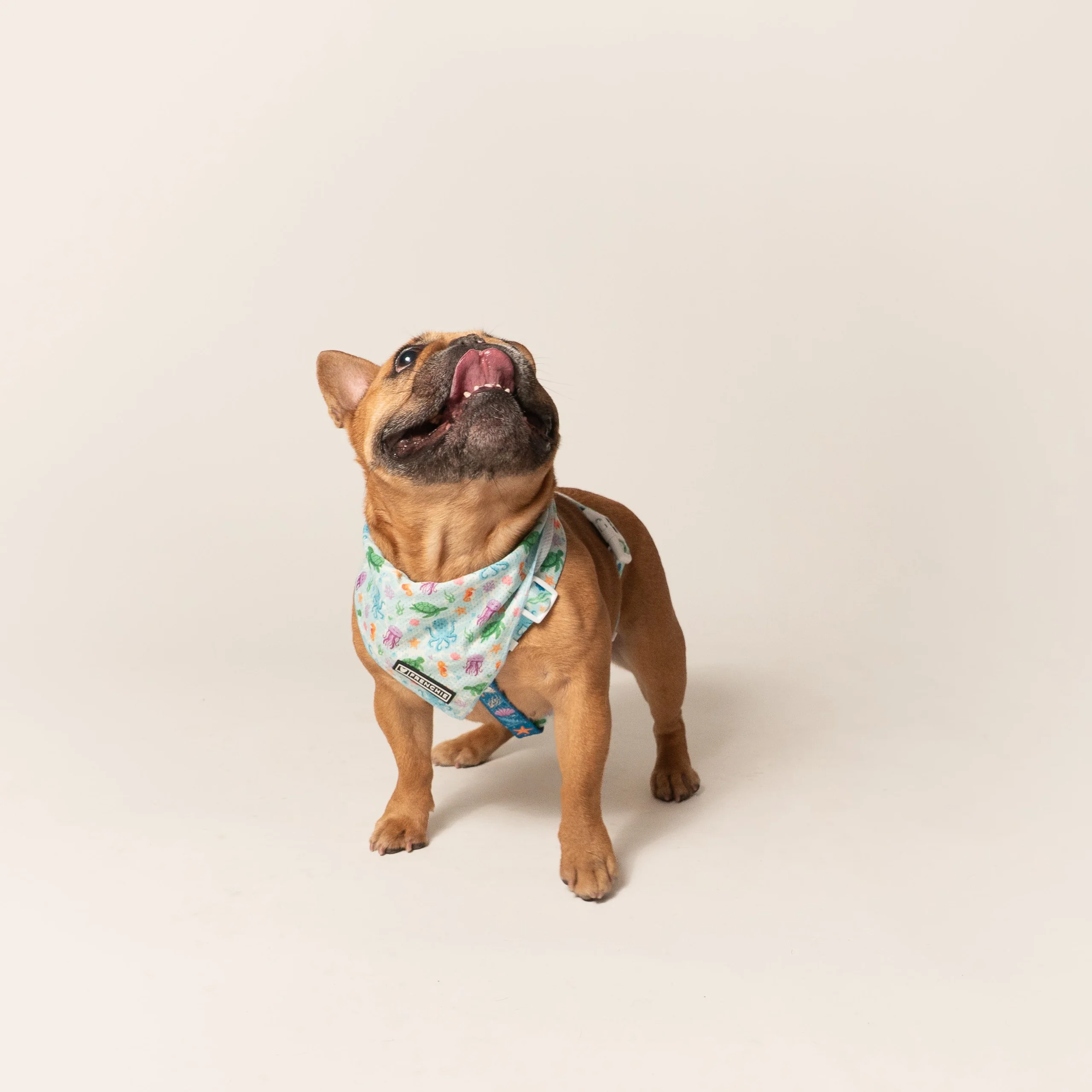 Frenchie Cooling Bandana - Aquatic Critters