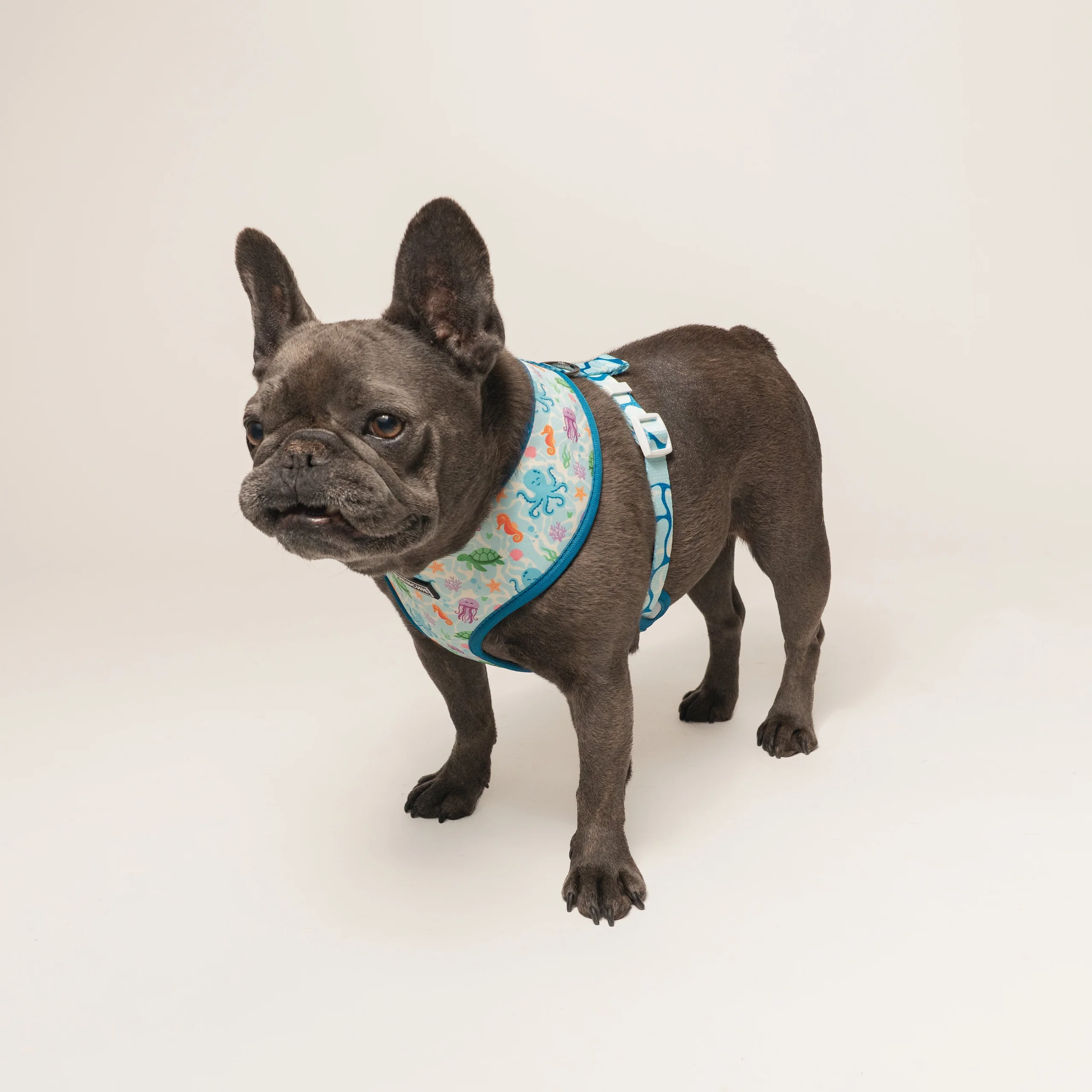 Frenchie Duo Wendegeschirr Aquatic Critters für kleine bis mittlere Welpen