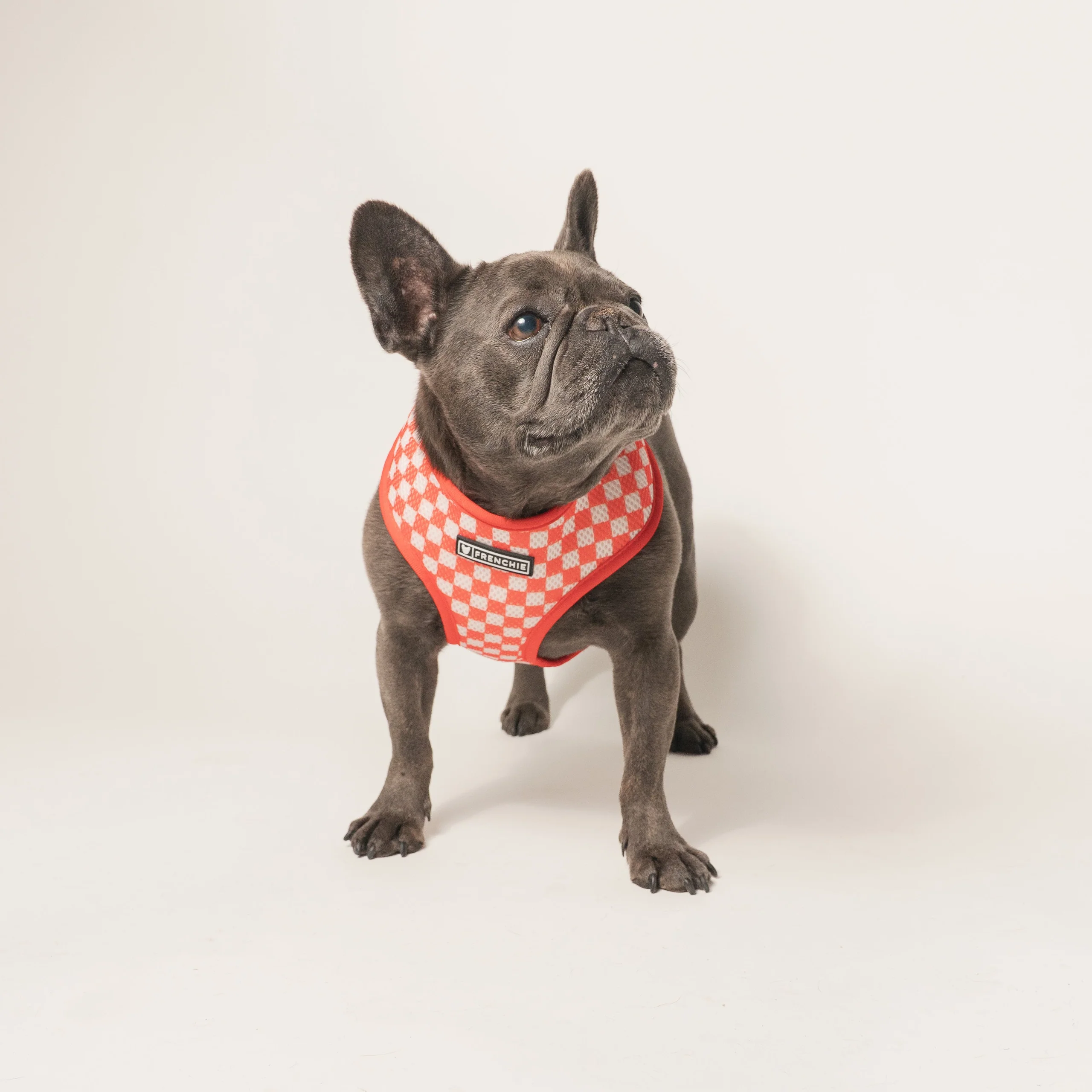 Frenchie Duo vendbar sele Cook Out til små og mellemstore hunde