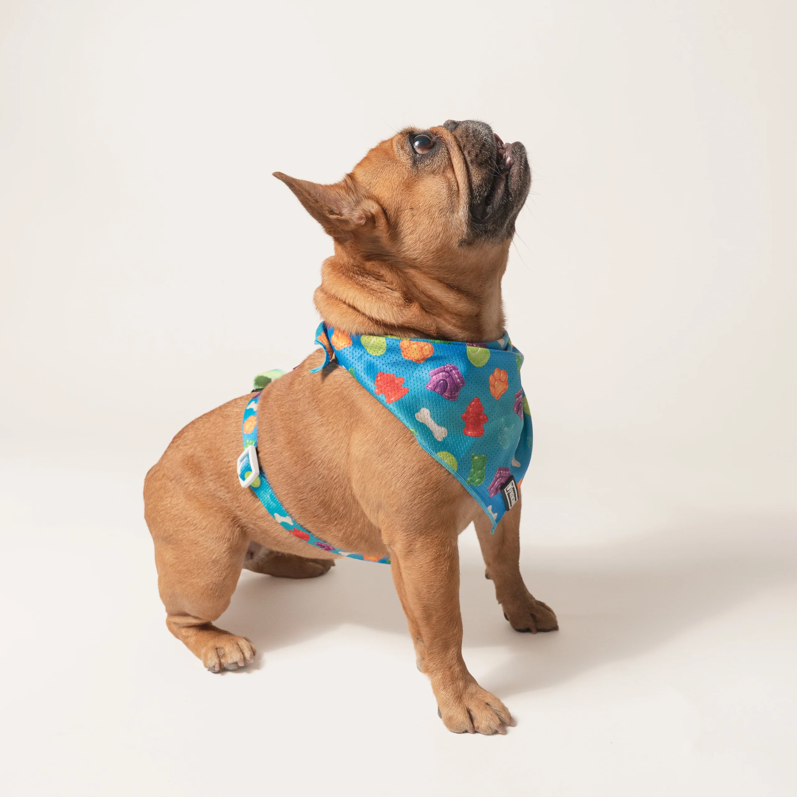 Frenchie Strap-sele i Gummies-print, one size fits most