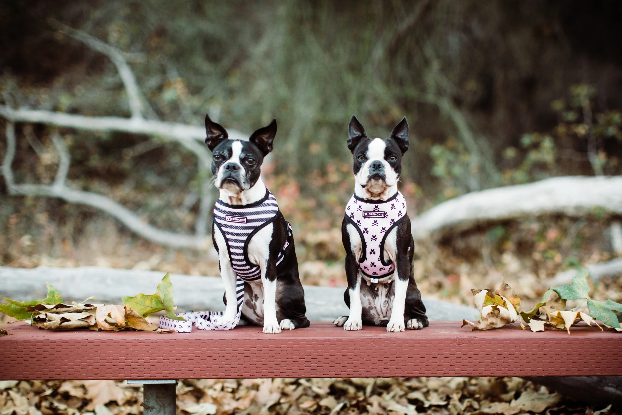 Frenchie Duo Reversible Harness Pink Bad to the Bone for Small to Medium Dogs