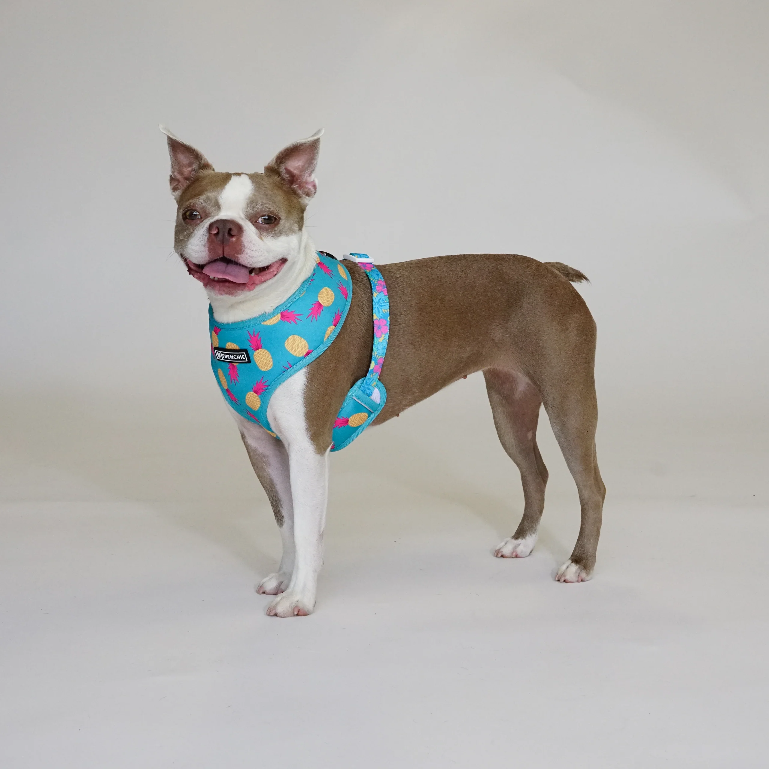 Frenchie Duo Reversible Harness Tropical Punch 두 가지 스타일을 하나로