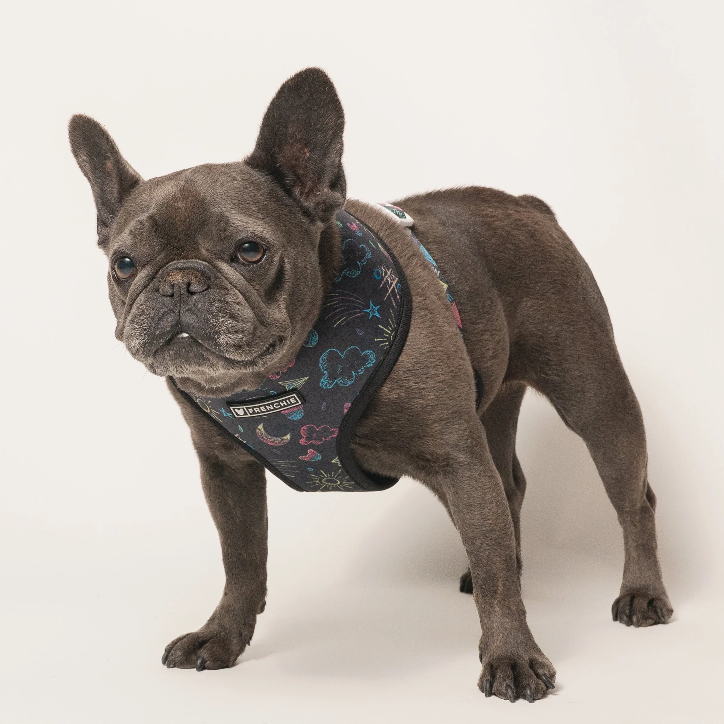 소형 및 중형견을 위한 Frenchie Duo Reversible Harness Chalk Art