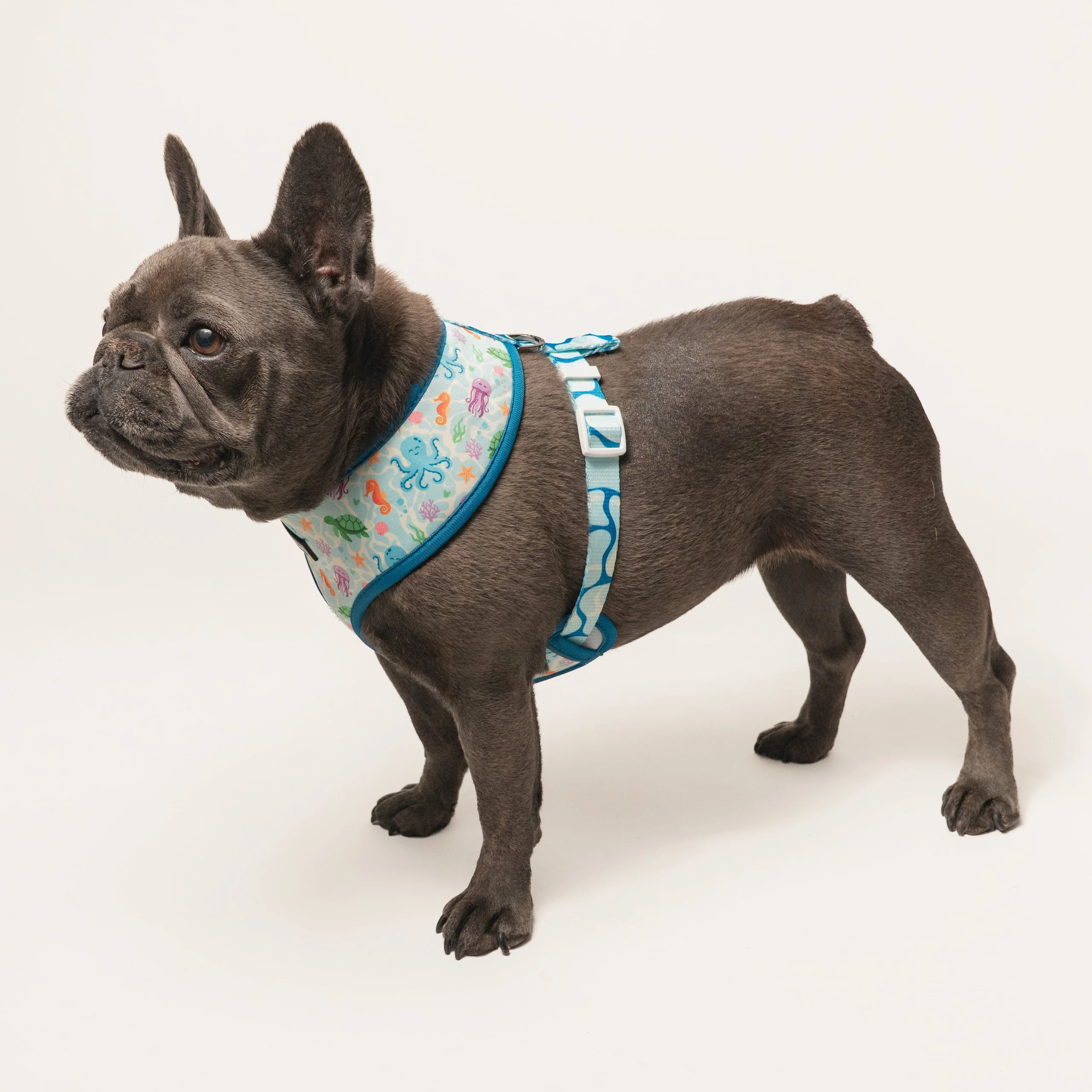 Frenchie Duo Wendegeschirr Aquatic Critters für kleine bis mittlere Welpen