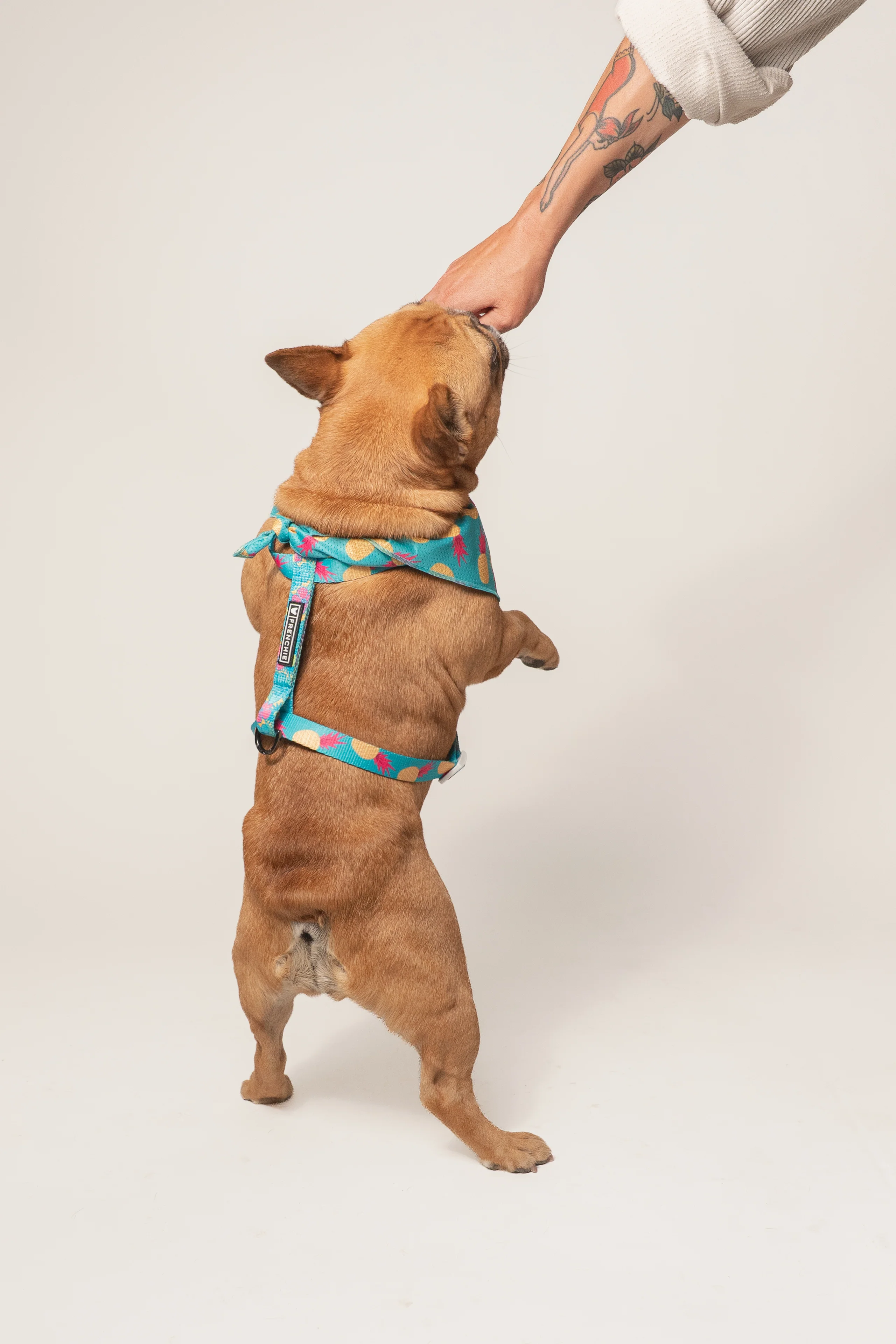 Frenchie Strap Harness Tropical Punch for Small and Medium Dogs