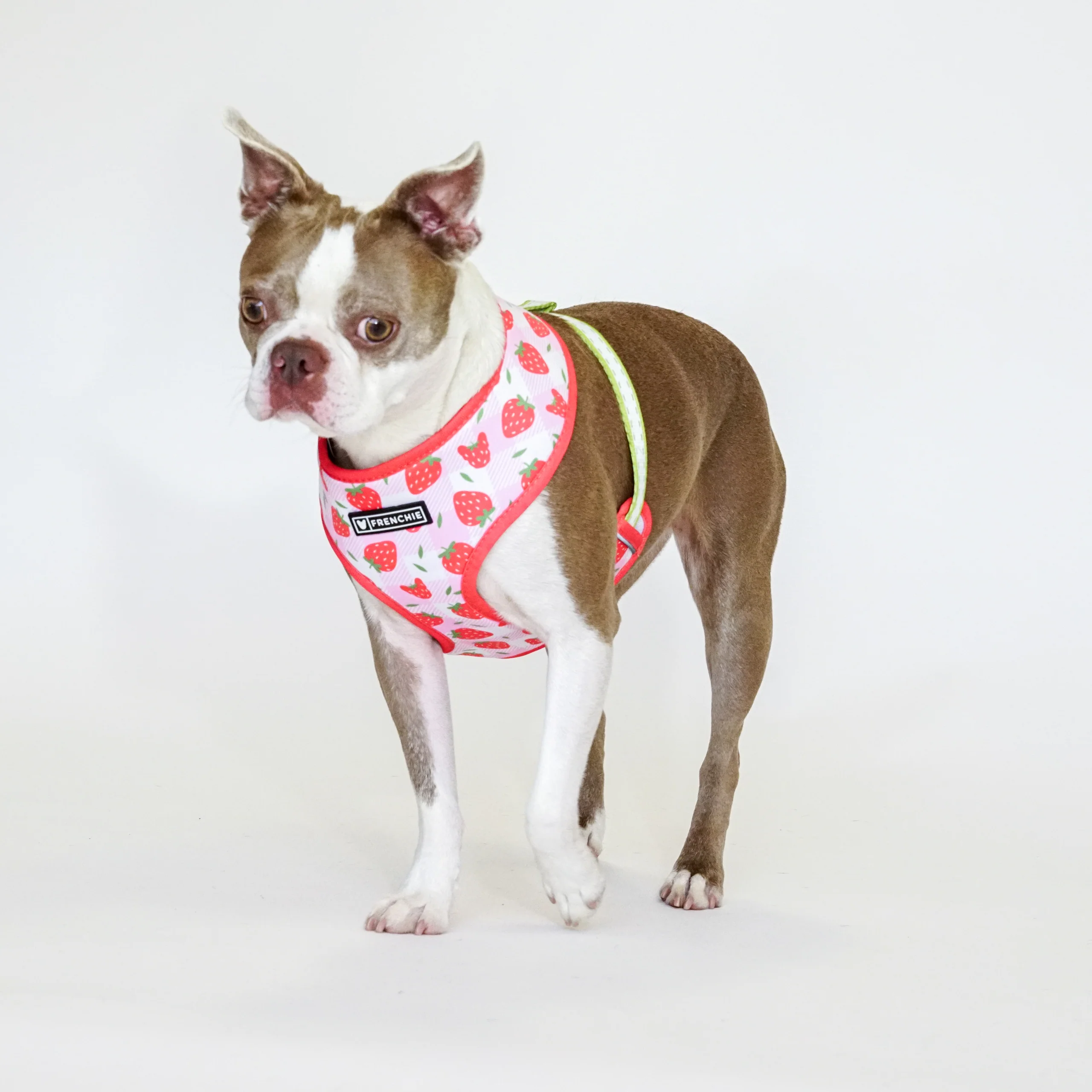 Frenchie Duo vendbar sele Strawberry Fields til små og mellemstore hunde