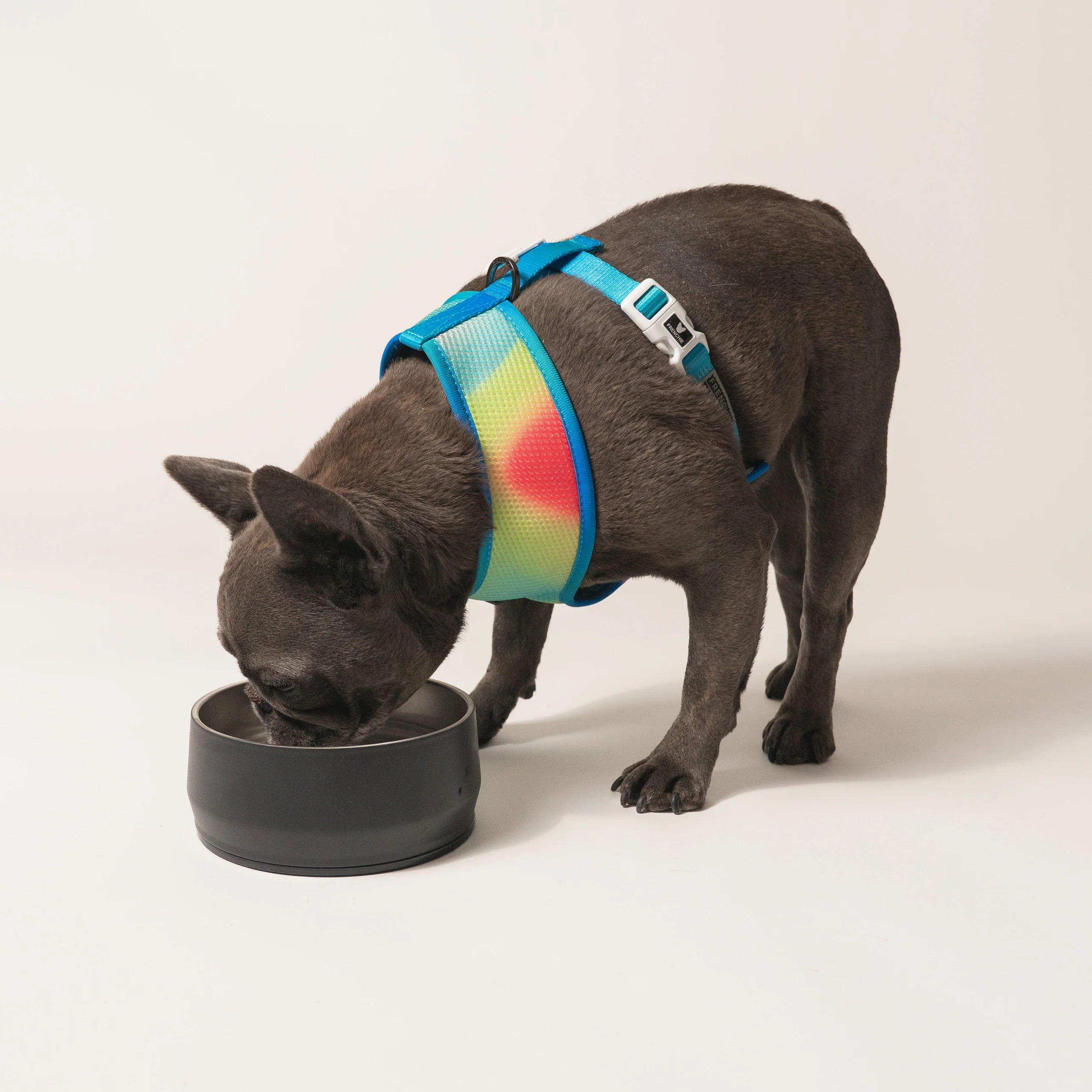 Frenchie Duo Reversible Harness (Gummies) - 소형~중형견용