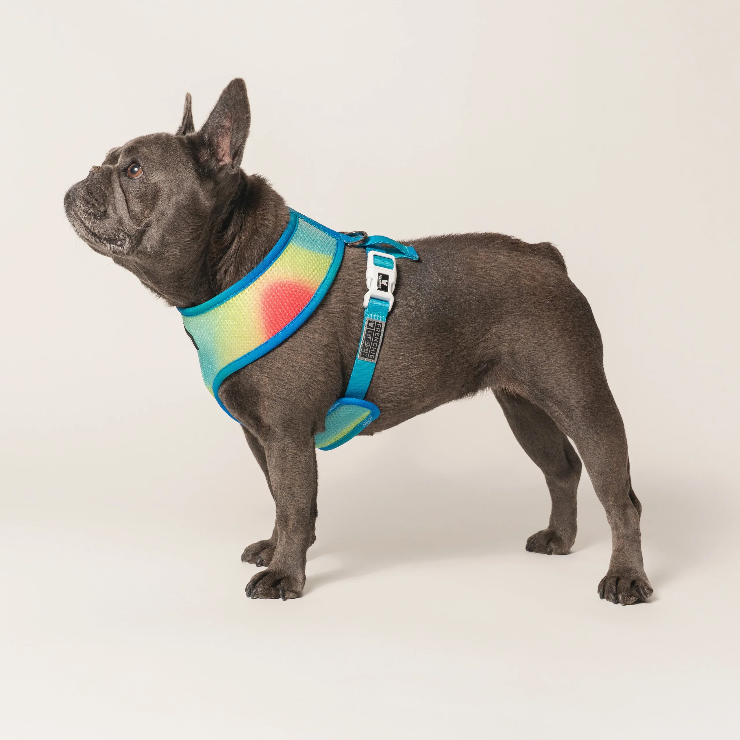 Frenchie Duo Reversible Harness (Gummies) - 소형~중형견용