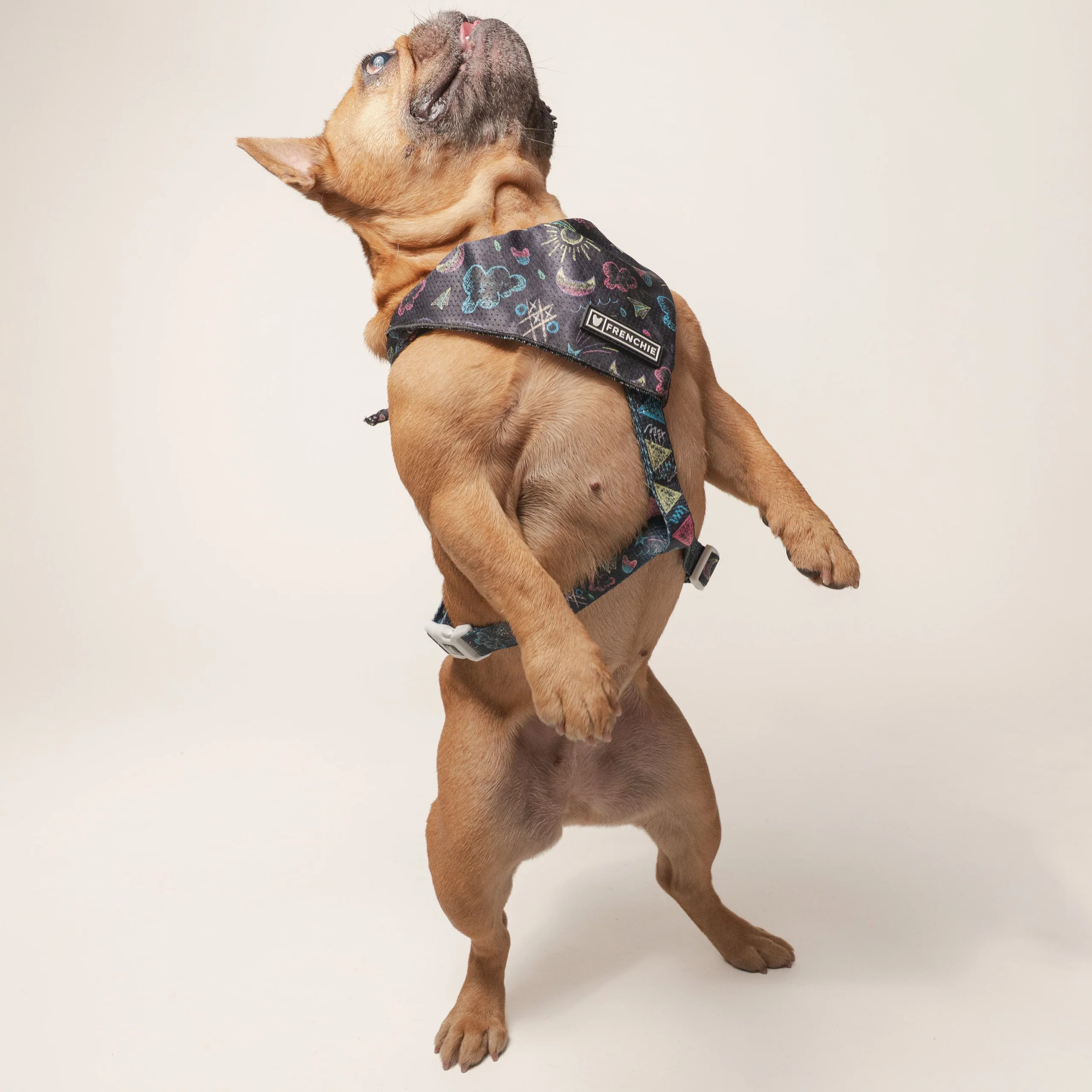 Frenchie Strap-sele Chalk Art med justerbar hals og mave