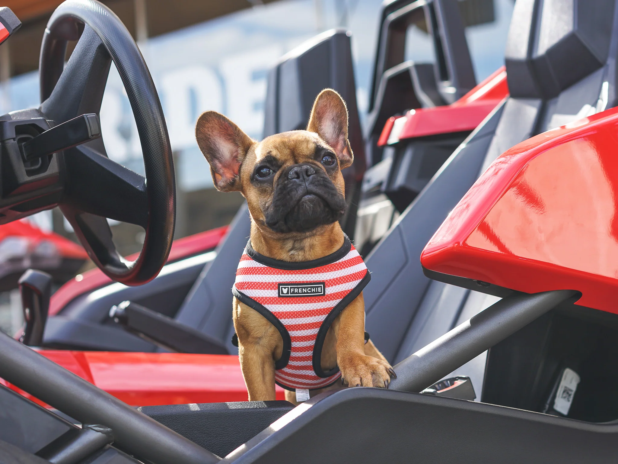 Frenchie Duo Reversible Harness Bad to the Bone, Two Looks in One