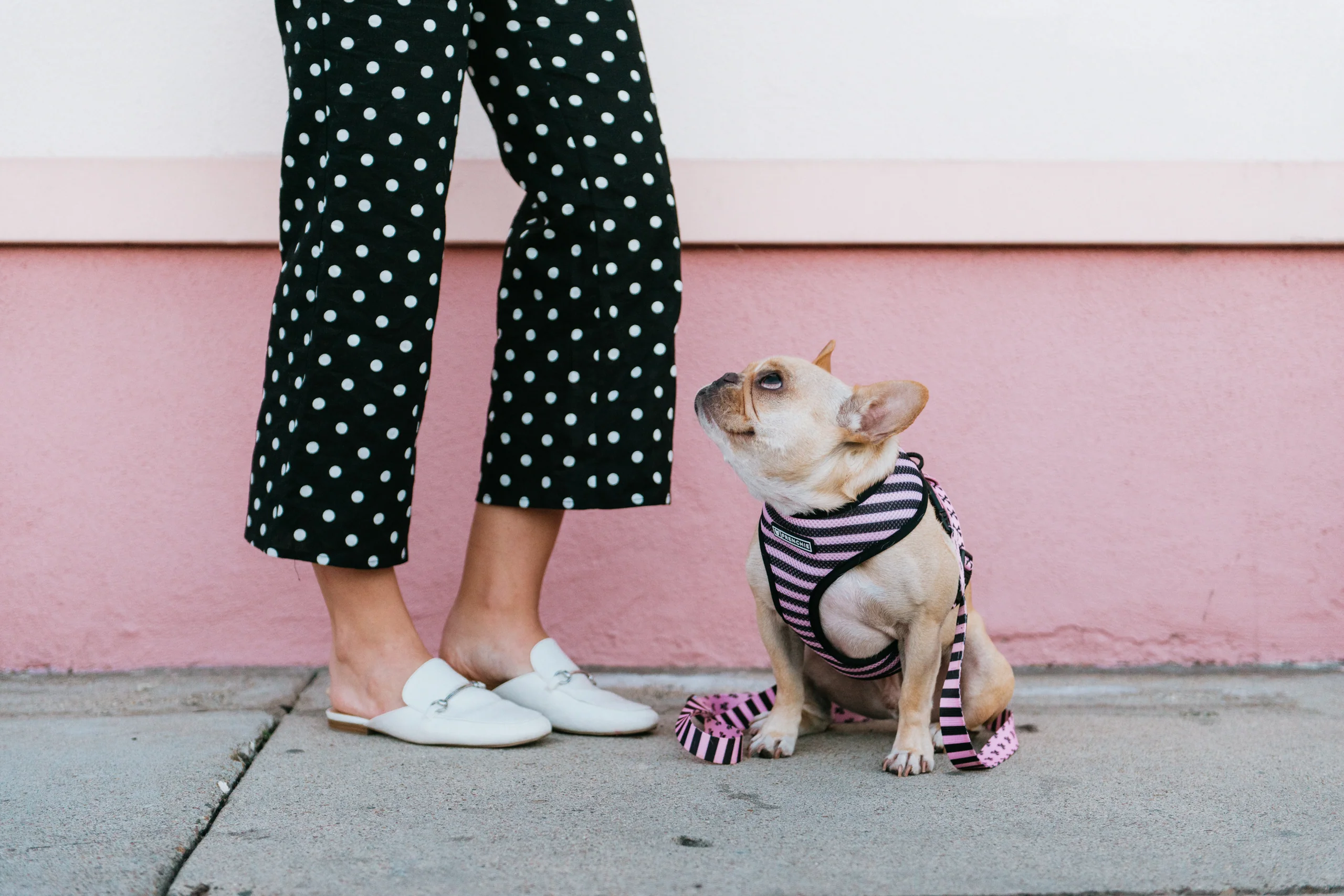 Frenchie Duo Reversible Harness Pink Bad to the Bone for Small to Medium Dogs