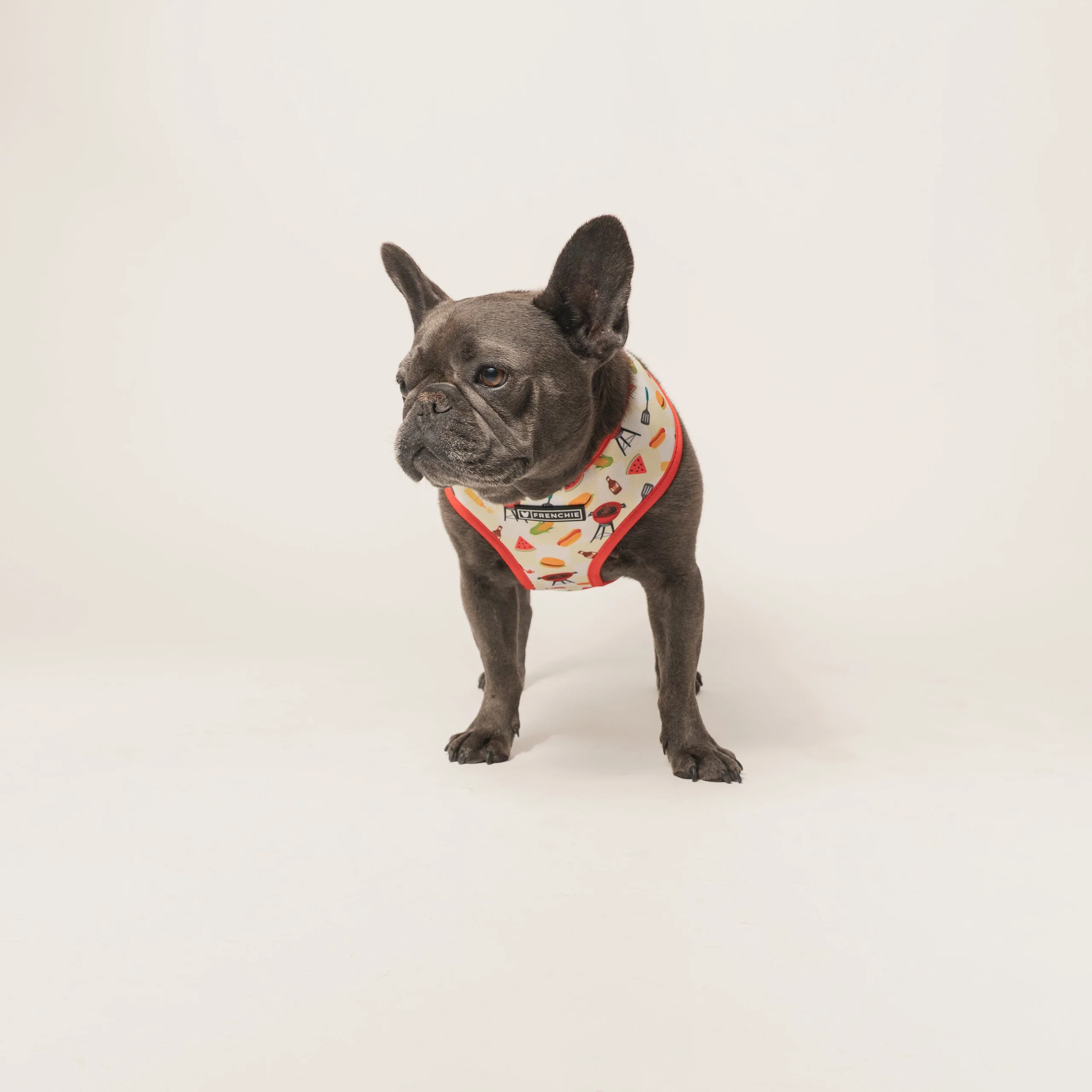 Frenchie Duo vendbar sele Cook Out til små og mellemstore hunde