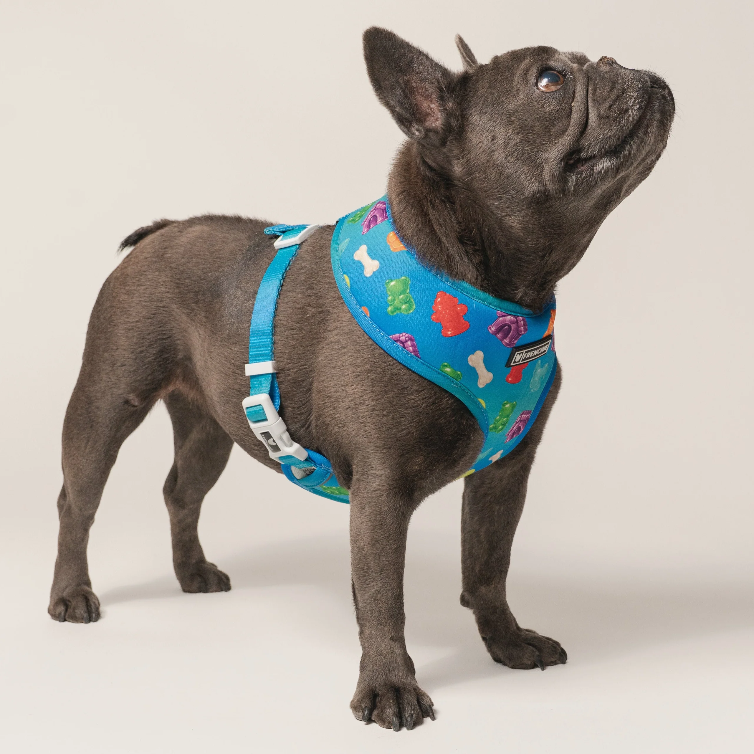 Frenchie Duo Reversible Harness (Gummies) - 소형~중형견용