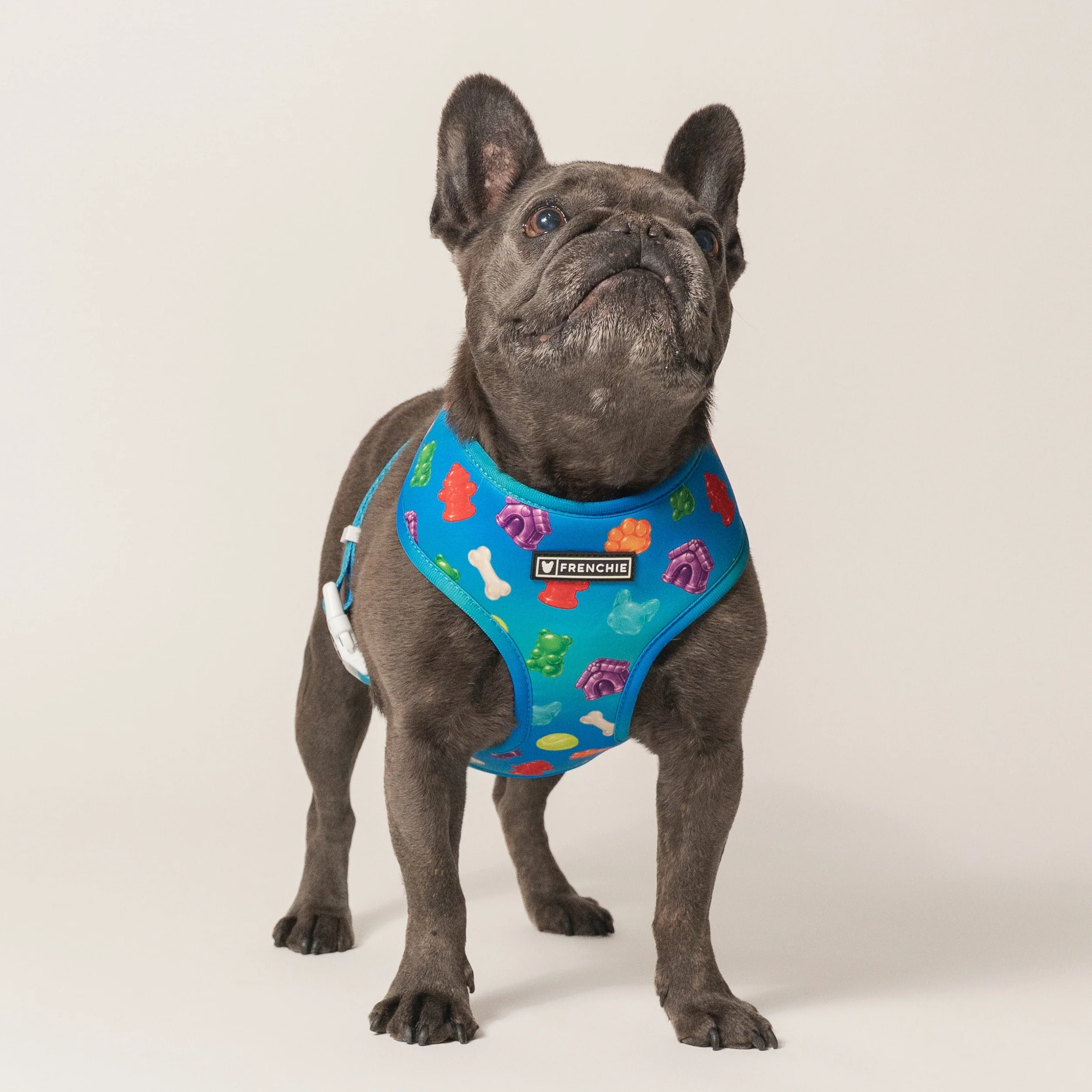 Frenchie Duo Reversible Harness (Gummies) - 소형~중형견용