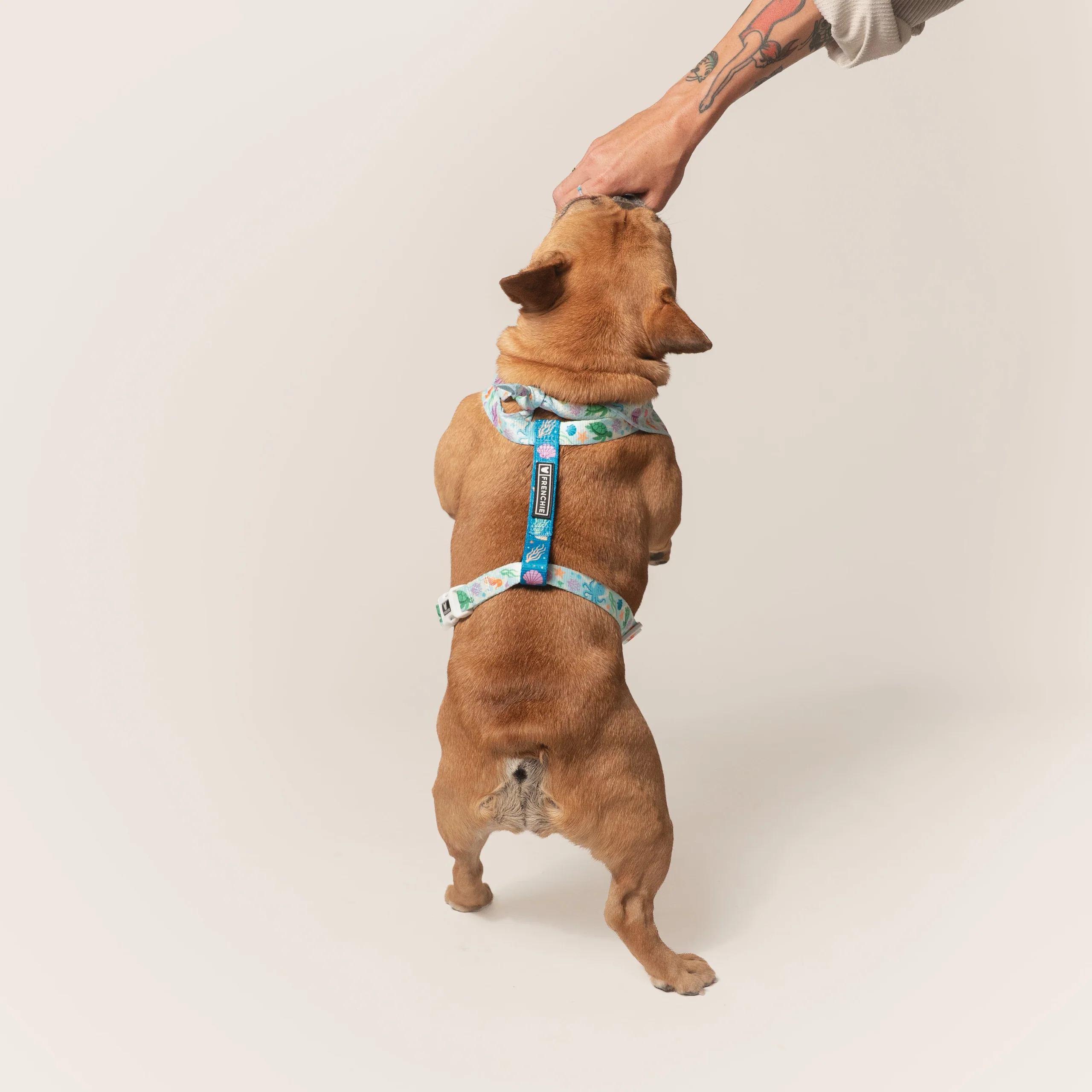 Frenchie Strap-sele Aquatic Critters med dobbeltsidet polyesterstrop