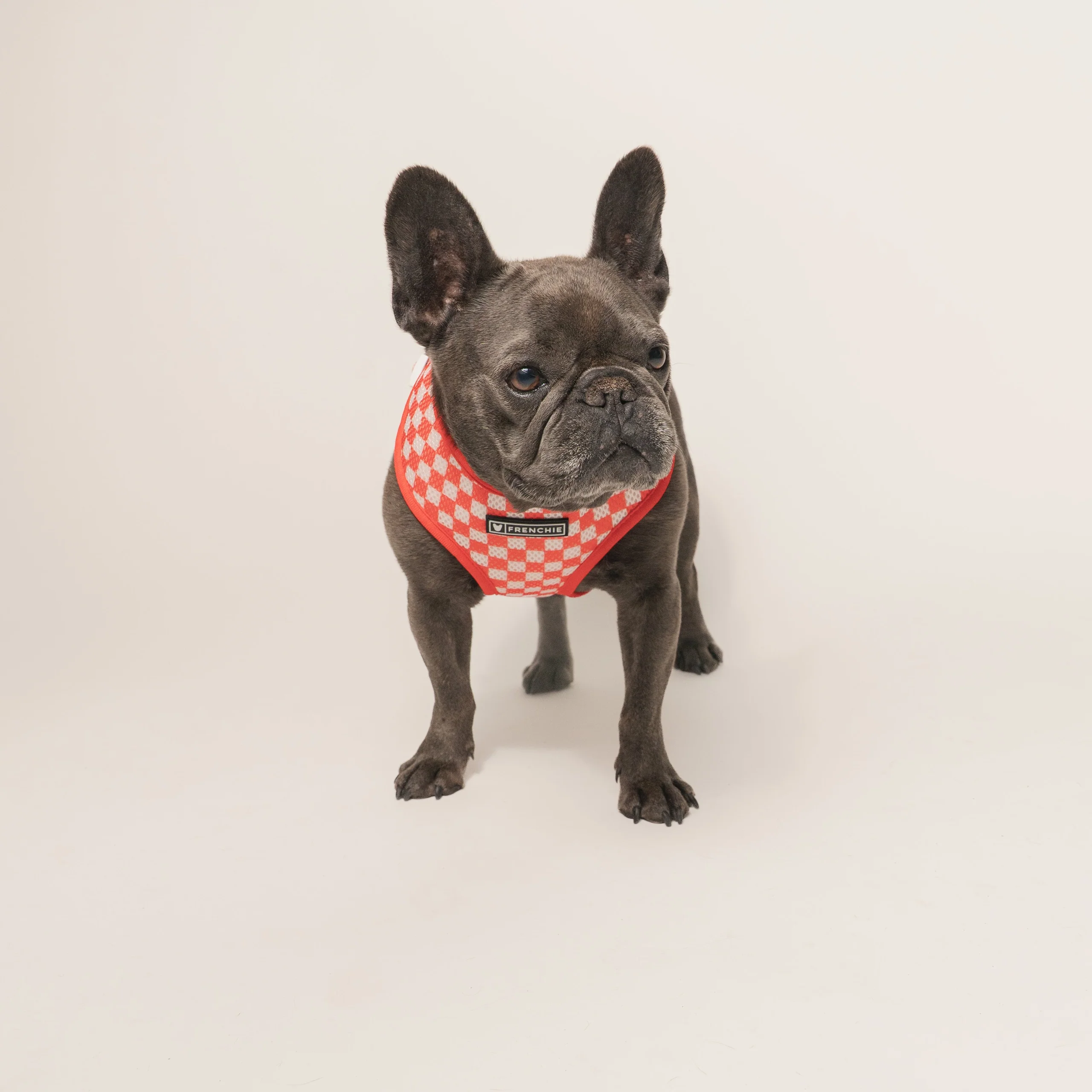 Frenchie Duo vendbar sele Cook Out til små og mellemstore hunde