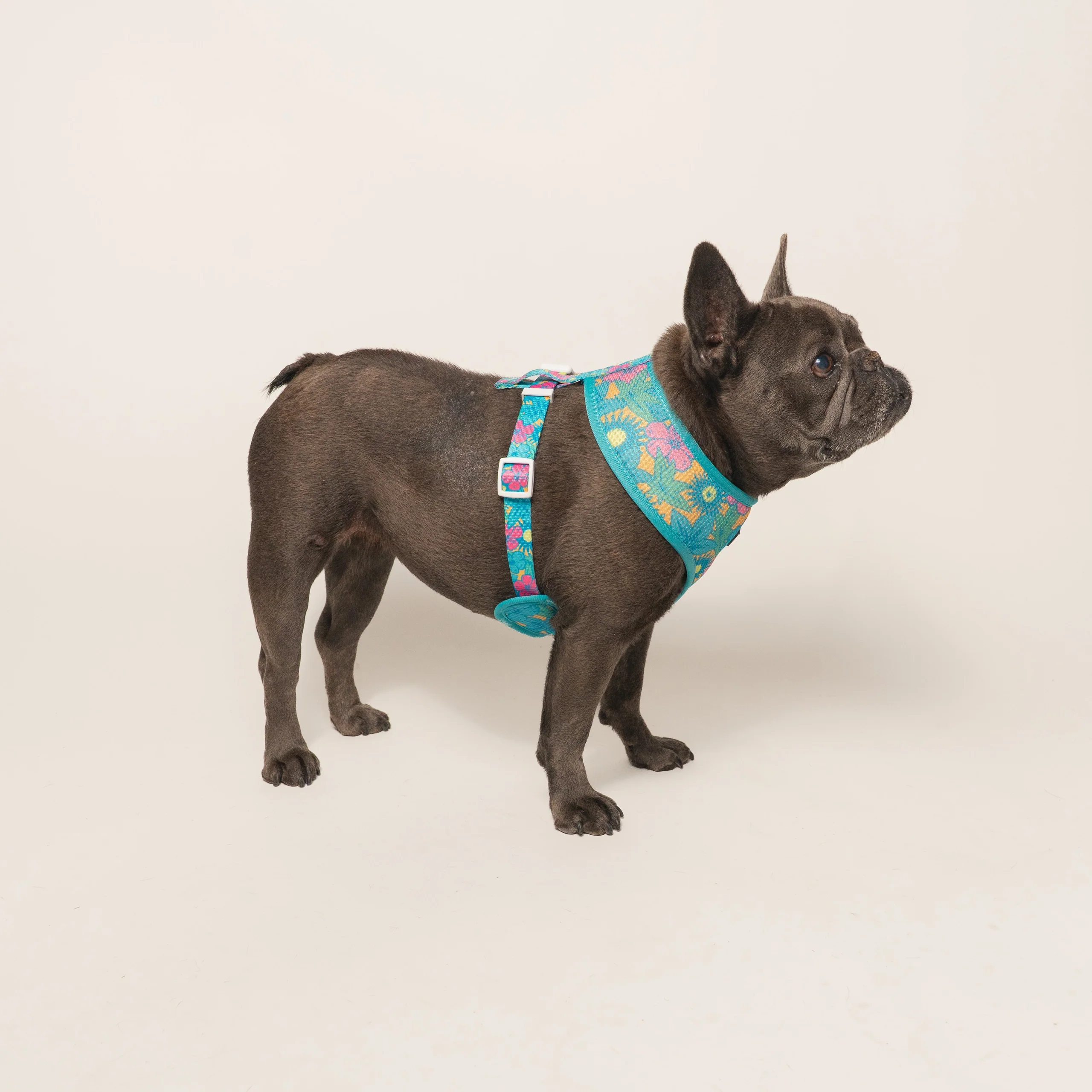 Frenchie Duo Reversible Harness Tropical Punch 두 가지 스타일을 하나로