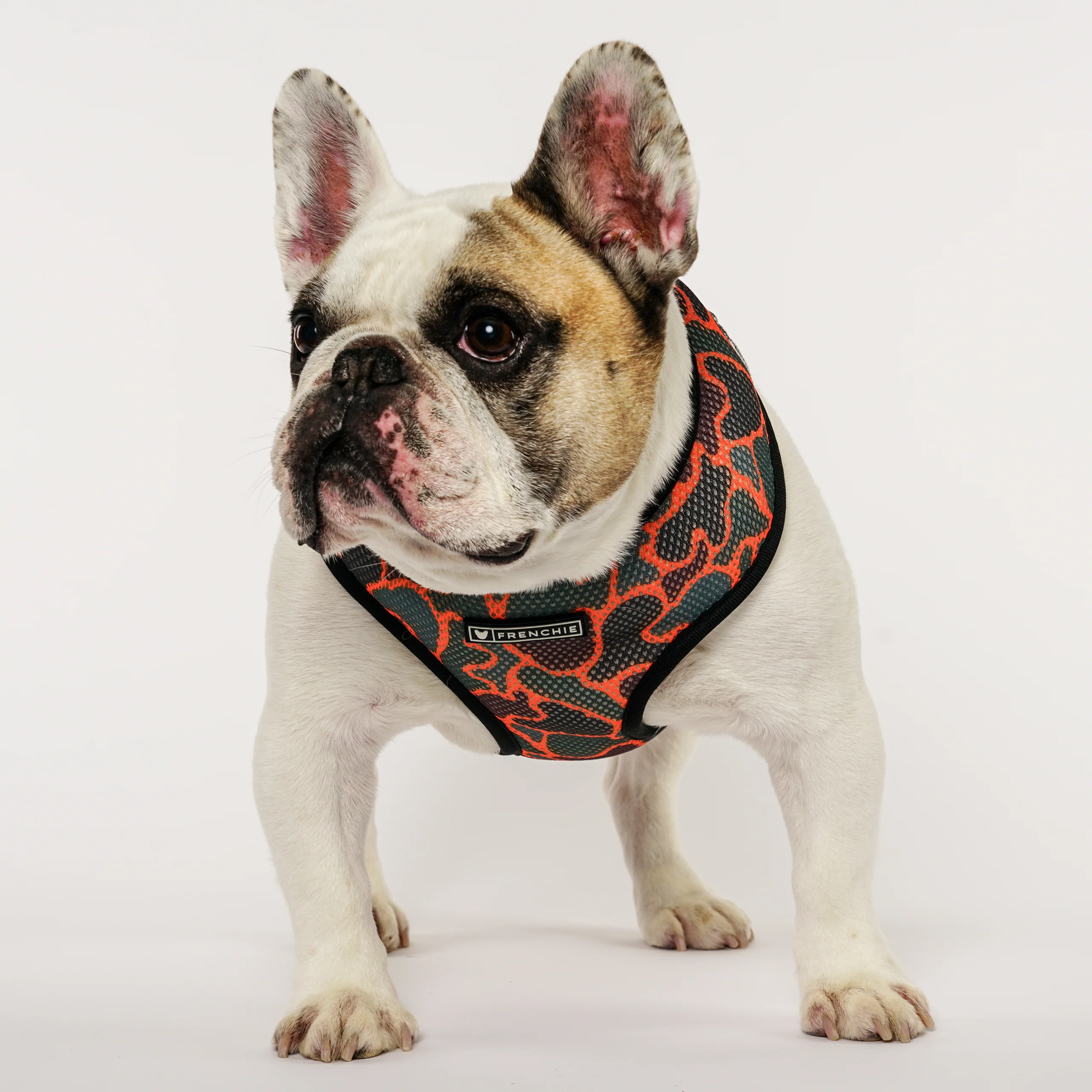Frenchie Comfort Leine Duck Hunter mit gepolstertem Griff