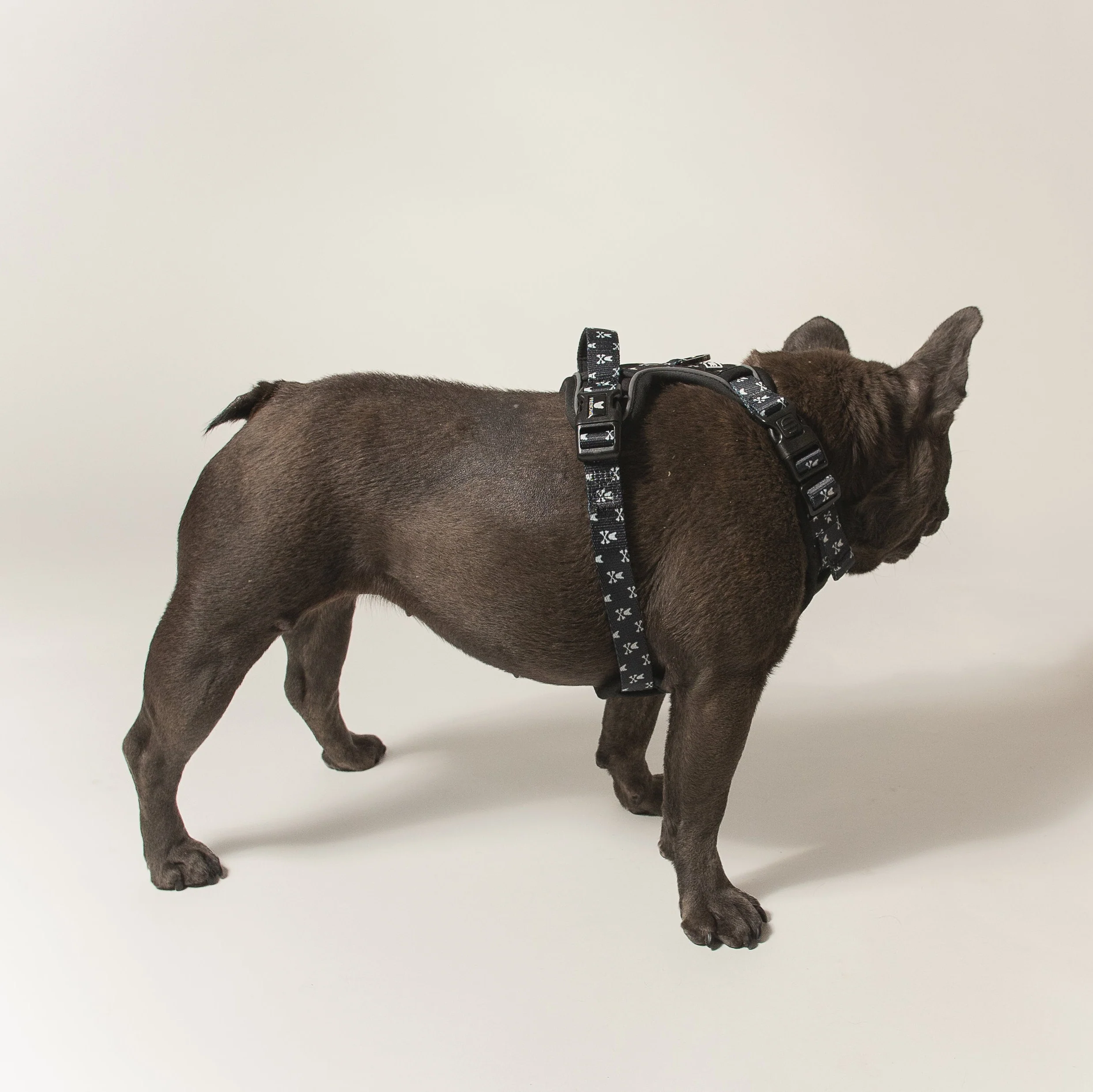 Frenchie Verstellbares Geschirr Bad to the Bone für Zieher und sturе Welpen