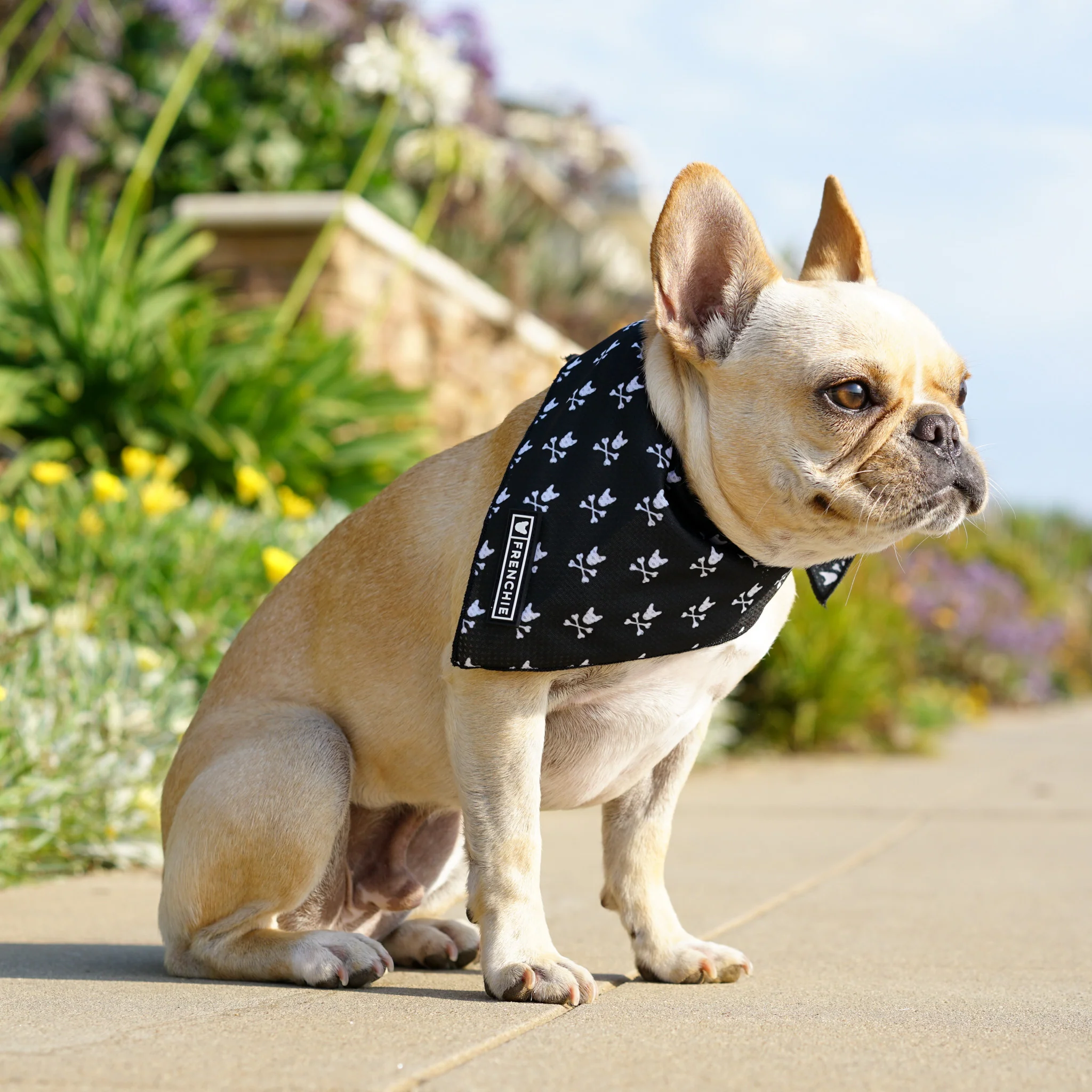 Frenchie Cooling Bandana - Bad to the Bone