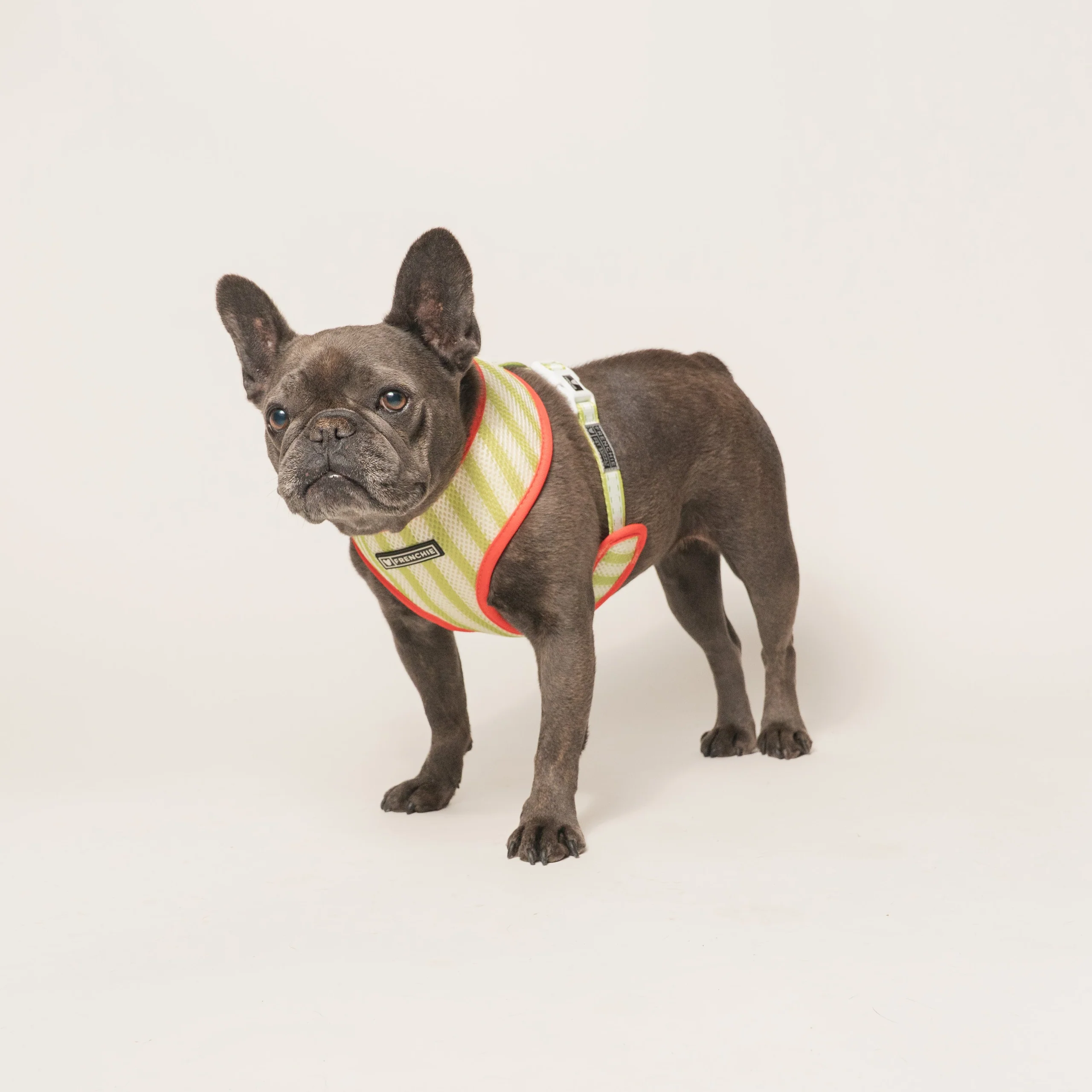 Frenchie Duo vendbar sele Strawberry Fields til små og mellemstore hunde