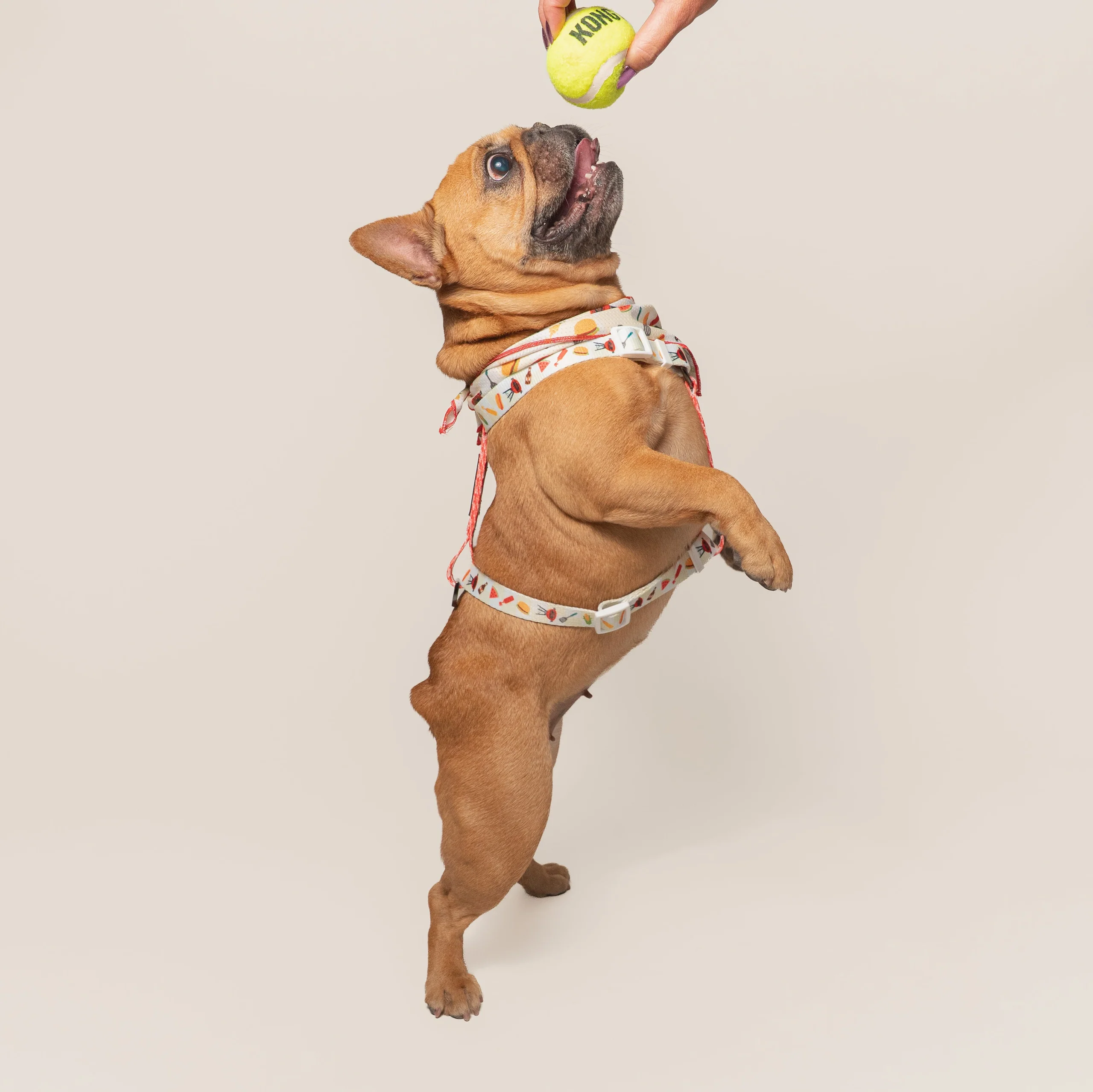 Frenchie Strap Harness Cook Out with Adjustable Neck and Belly