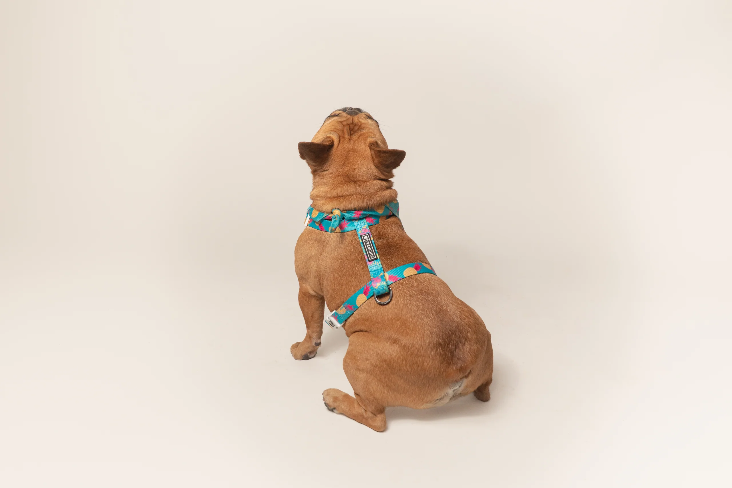 Frenchie Strap Harness Tropical Punch for Small and Medium Dogs