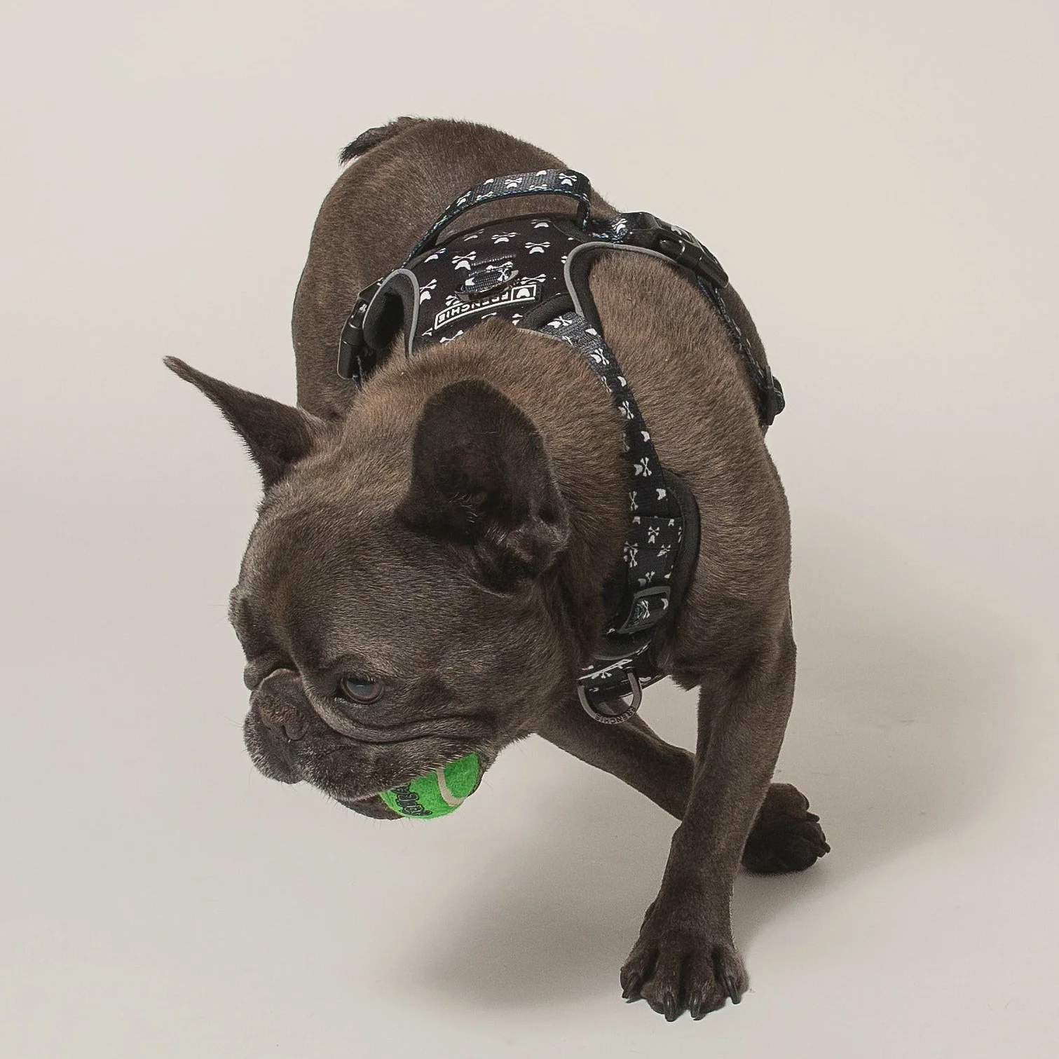 Frenchie Verstellbares Geschirr Bad to the Bone für Zieher und sturе Welpen
