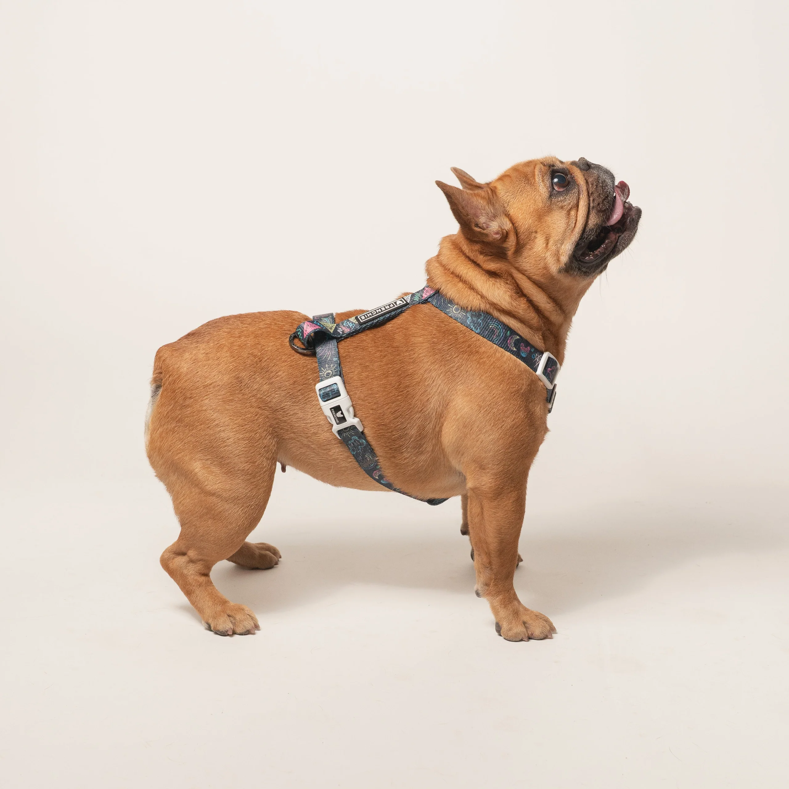 Frenchie Strap -valjaat Chalk Art säädettävällä kaula- ja vatsaosalla